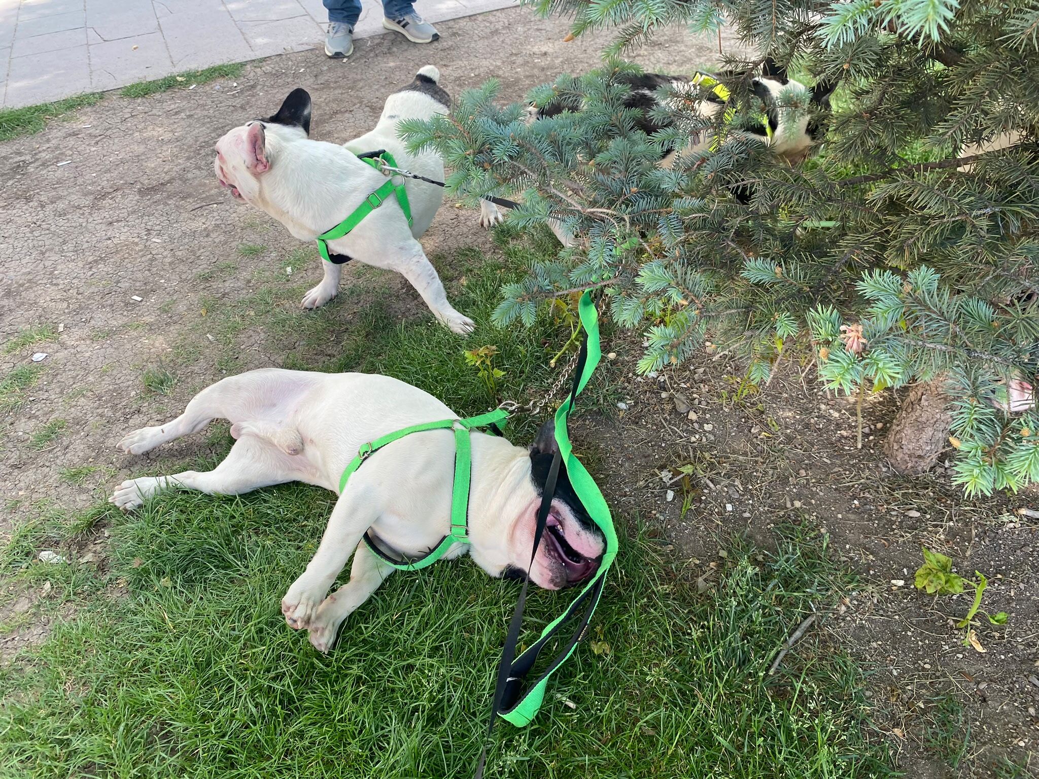 “Köpeklerim Ayrılmasın” Diyerek Destek İstedi (5)
