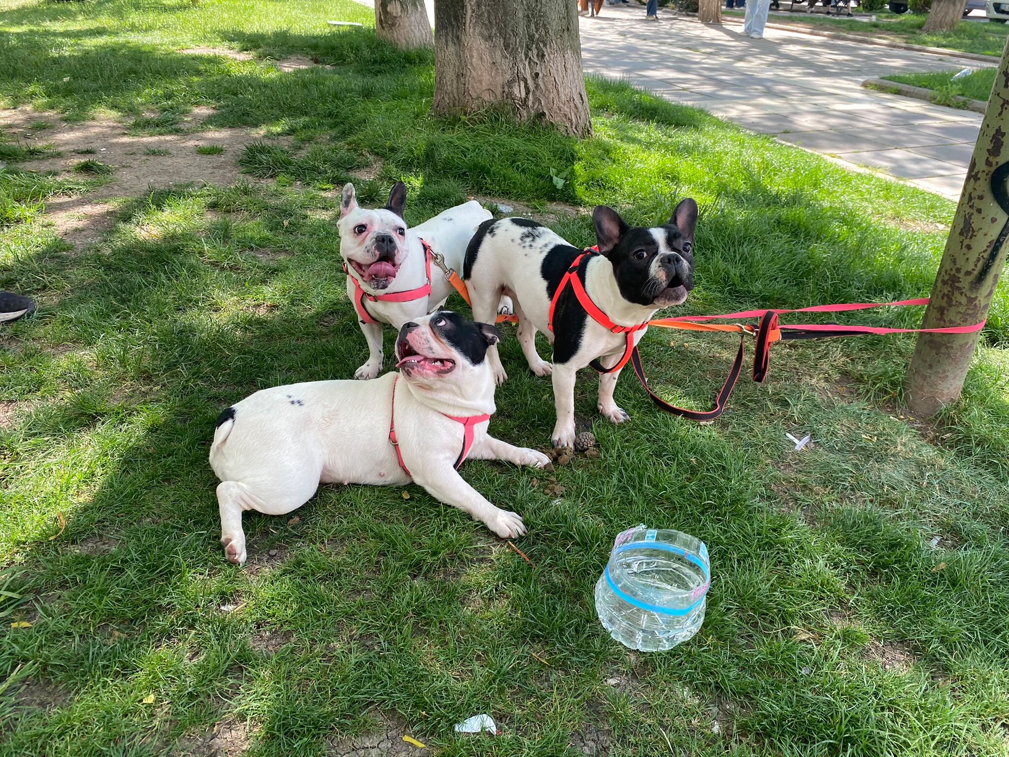 “Köpeklerim Ayrılmasın” Diyerek Destek İstedi (6)