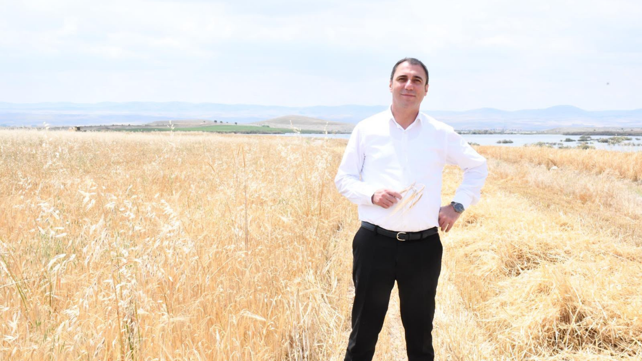 Beylikova'da Hububat Hasadı Başladı (3)