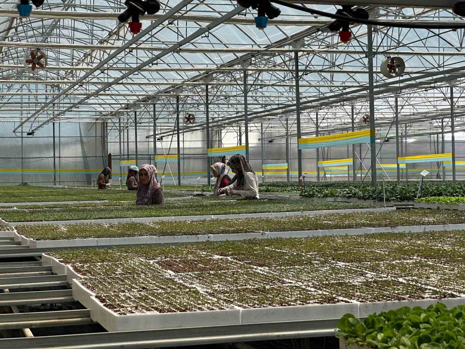 Eksişehir'de Jeotermal Destekli Dev Tesiste 12 Milyon Fide Üretiliyor (2)