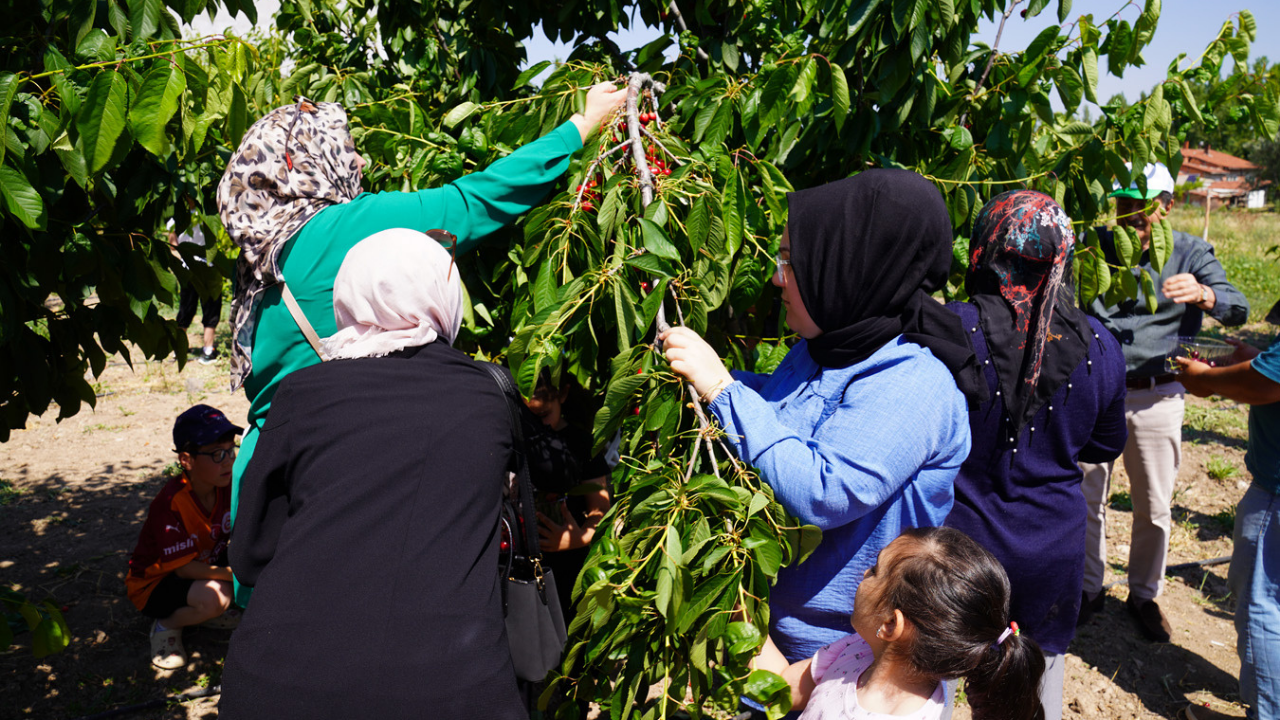 Esentepe'de Kiraz Hasadı Coşkusu Yaşandı (3)