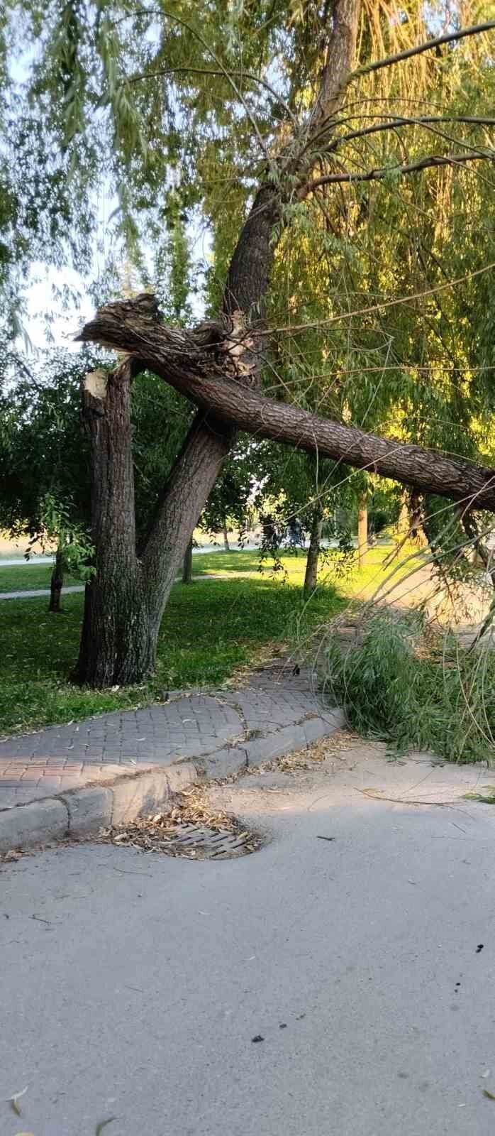 Eskişehir'de Rüzgar Ağacı Devirdi, Faciadan Dönüldü (2)
