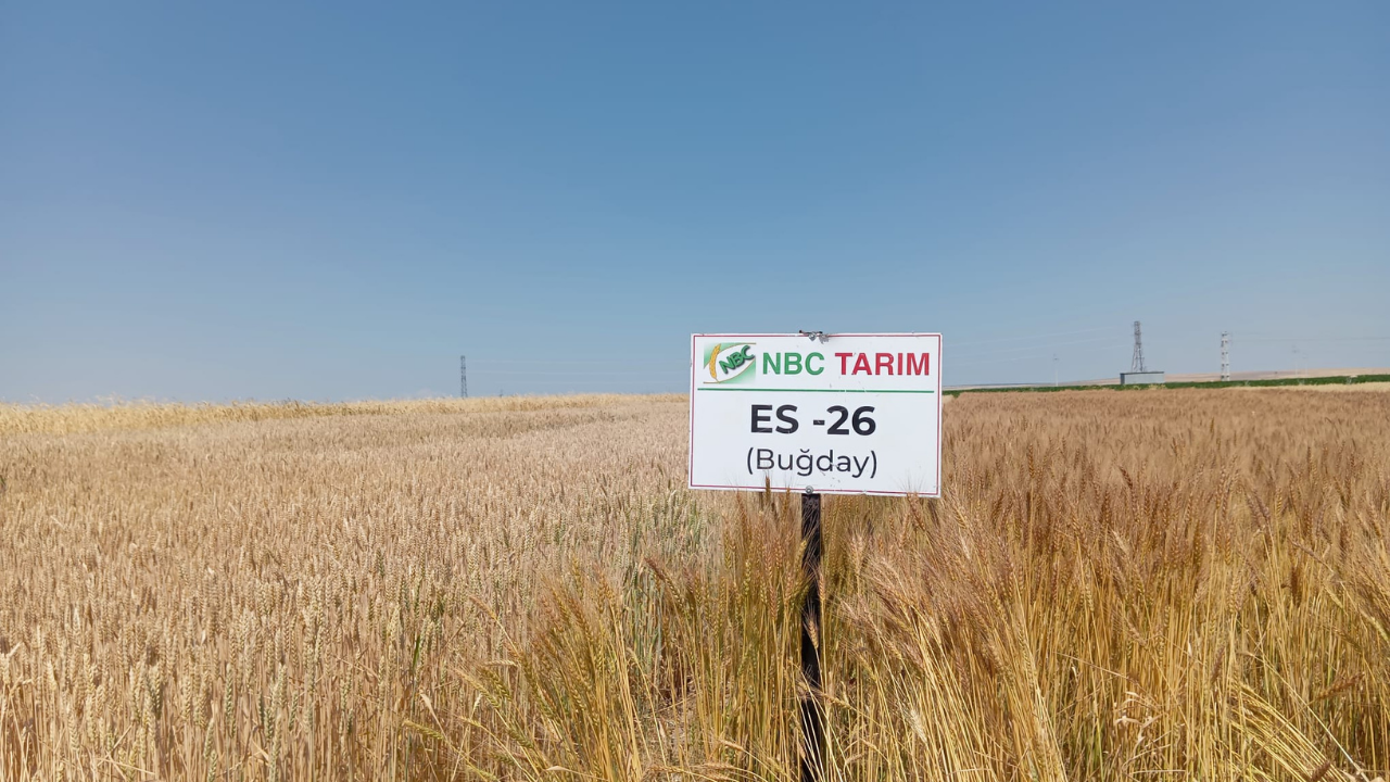 Kalkanlı’da Çiftçilere Yeni Tohum Çeşitleri Tanıtıldı (2)