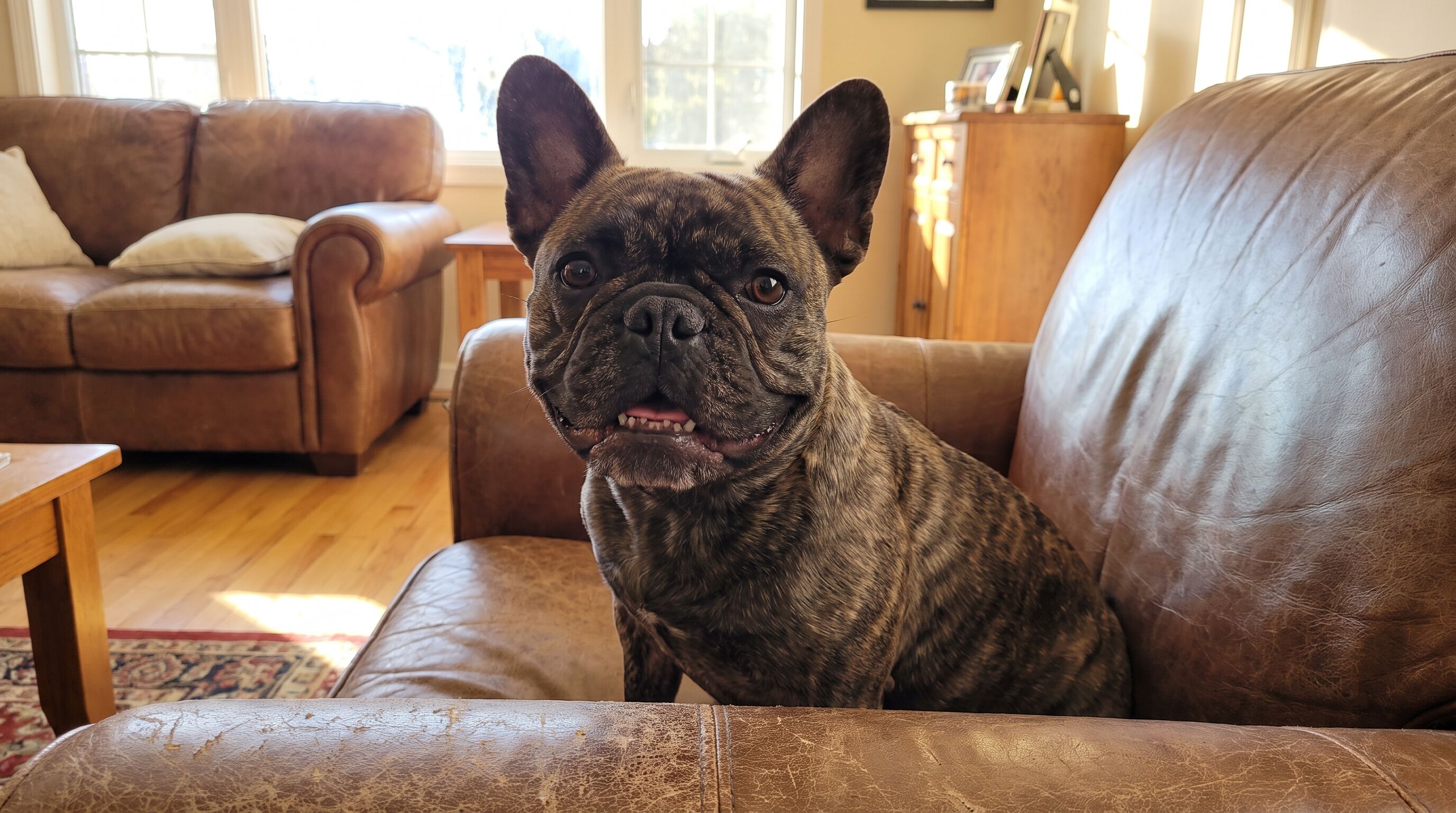 French Bulldog