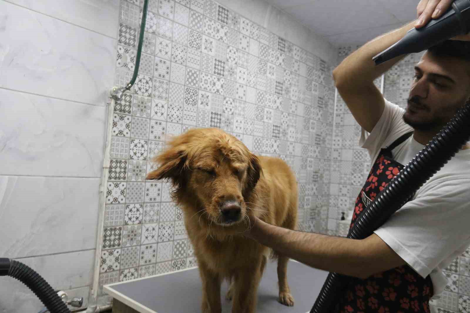 sevimli-dostlar-bin-500-liraya-ozel-sampuanlarla-yikanip-tiras-ediliyor