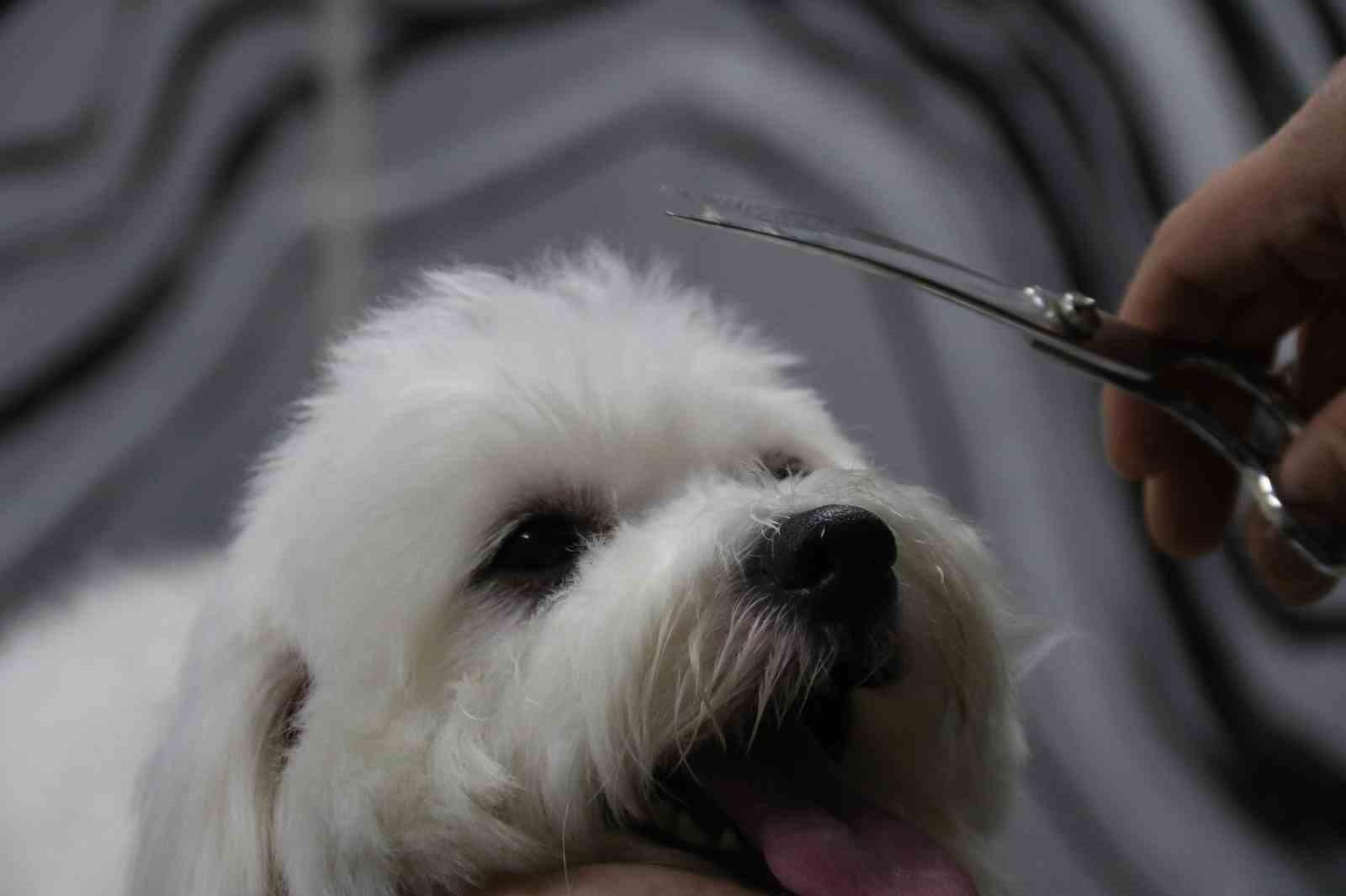 sevimli-dostlar-bin-500-liraya-ozel-sampuanlarla-yikanip-tiras-ediliyor