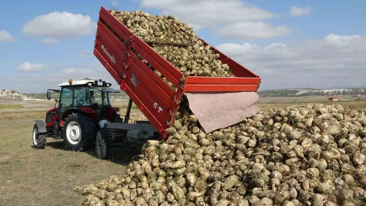 kutahyada-pancar-hasadi-basladi