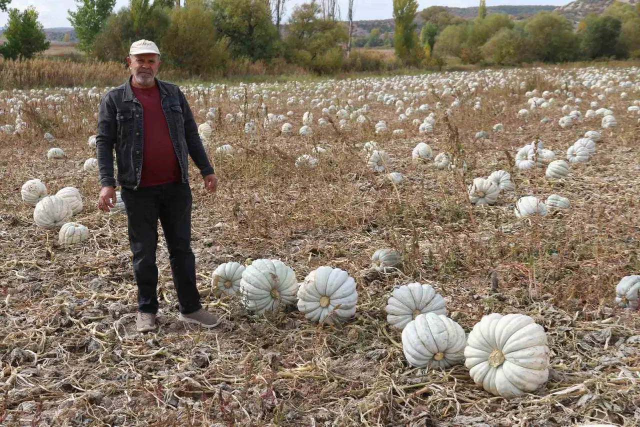 ata-tohumu-ile-uretilen-eskisehirin-meshur-kabaginin-hasadi-basladi