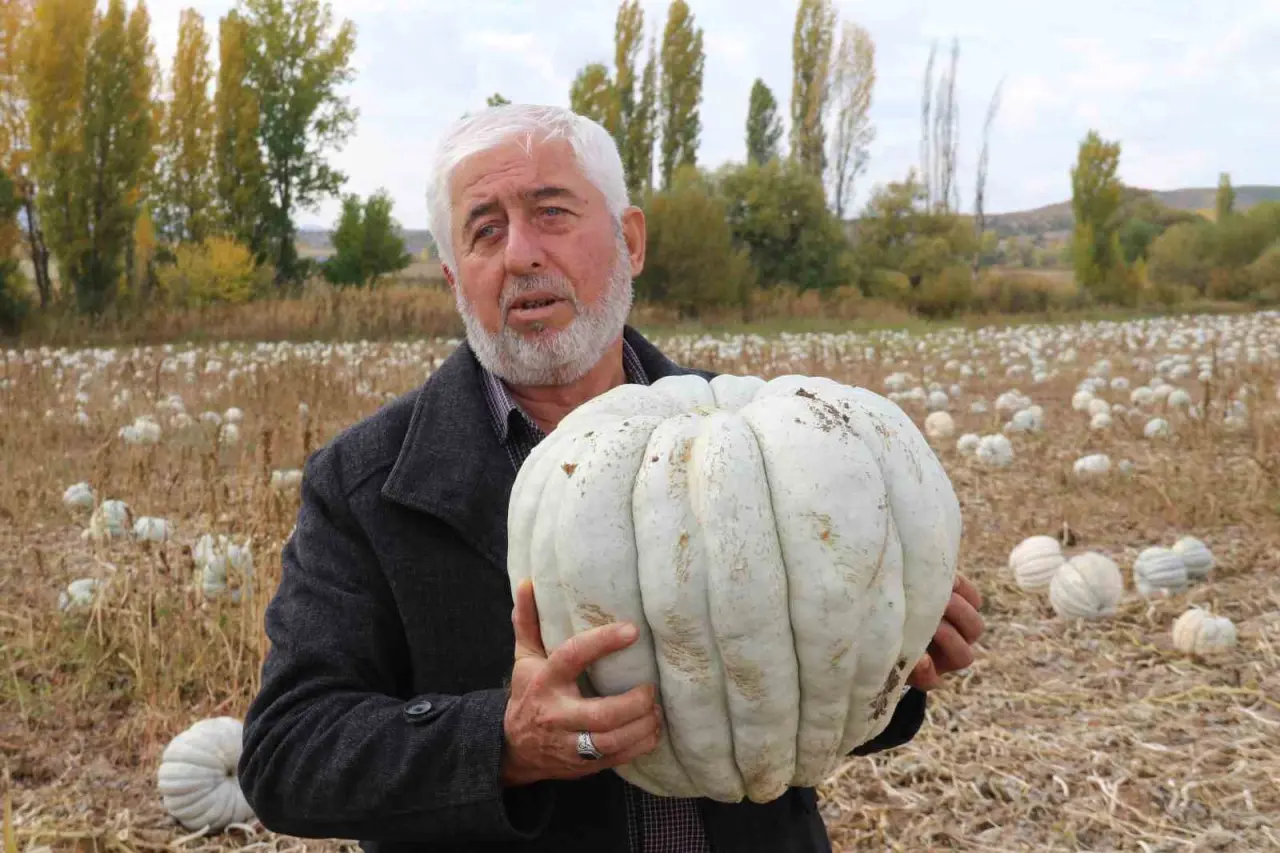 ata-tohumu-ile-uretilen-eskisehirin-meshur-kabaginin-hasadi-basladi