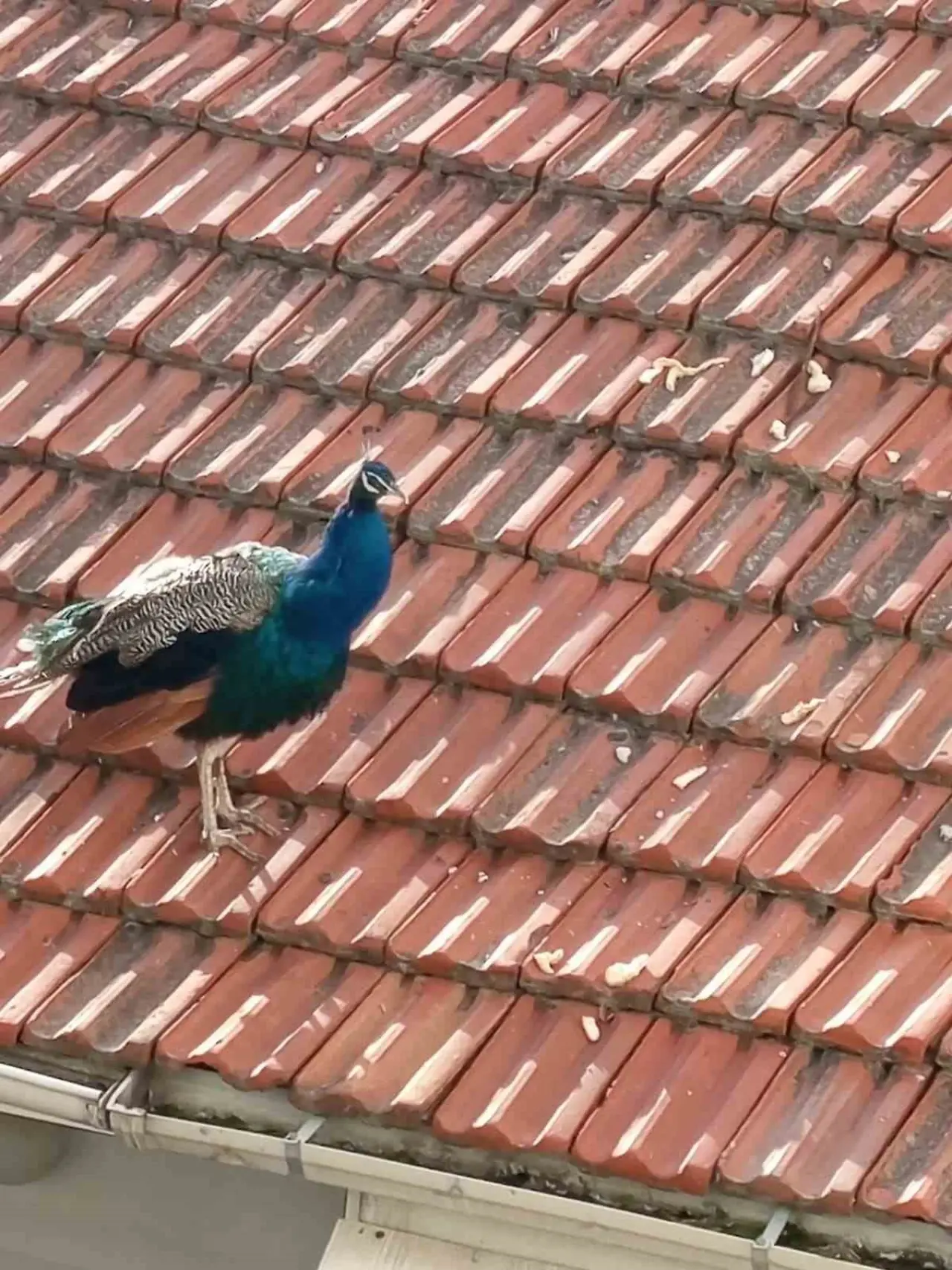 mustakil-evin-catisinda-gezen-tavus-kusu-ilginc-goruntu-olusturdu