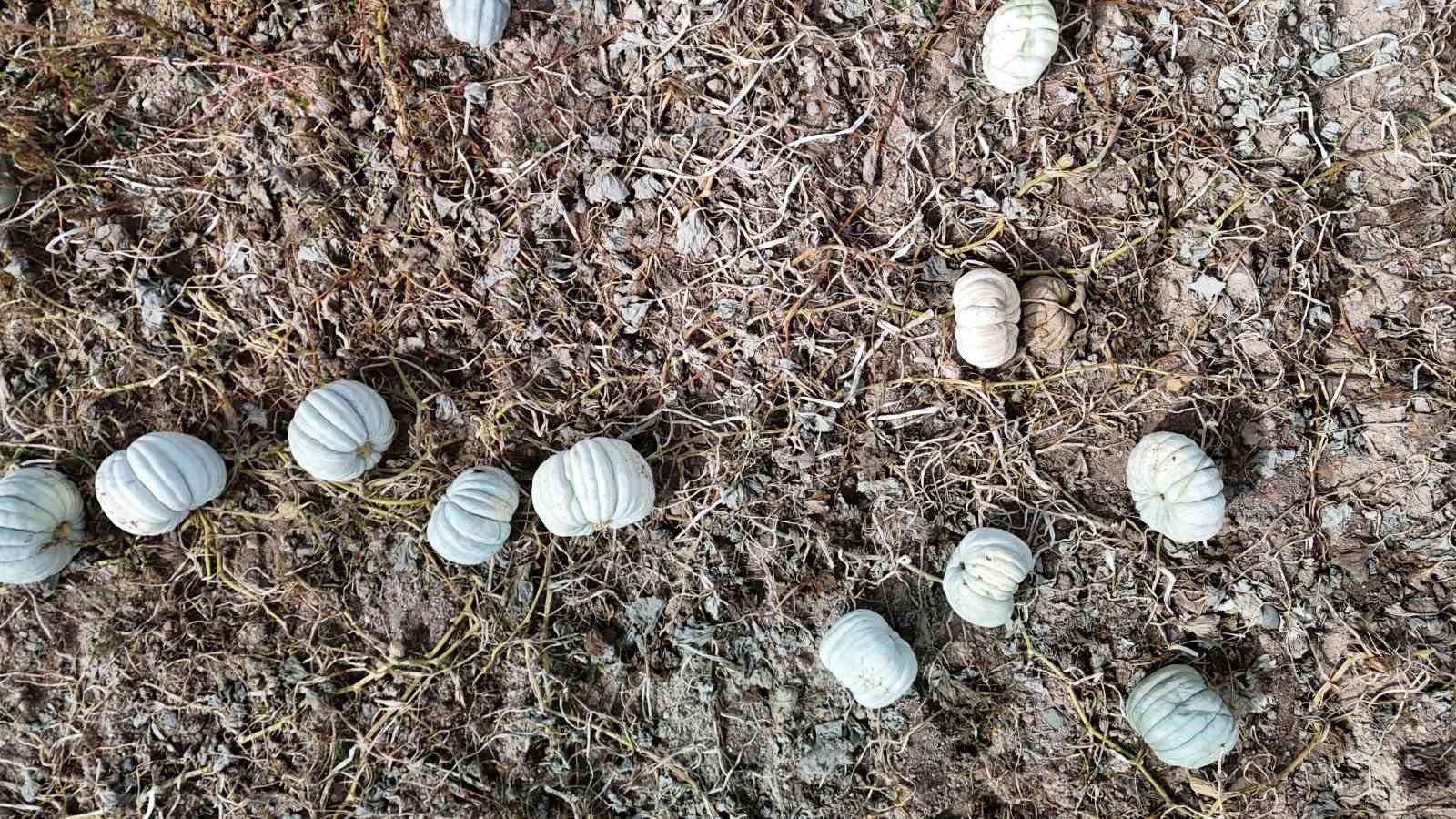 ata-tohumu-ile-uretilen-eskisehirin-meshur-kabaginin-hasadi-basladi