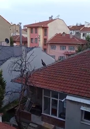 mustakil-evin-catisinda-gezen-tavus-kusu-ilginc-goruntu-olusturdu