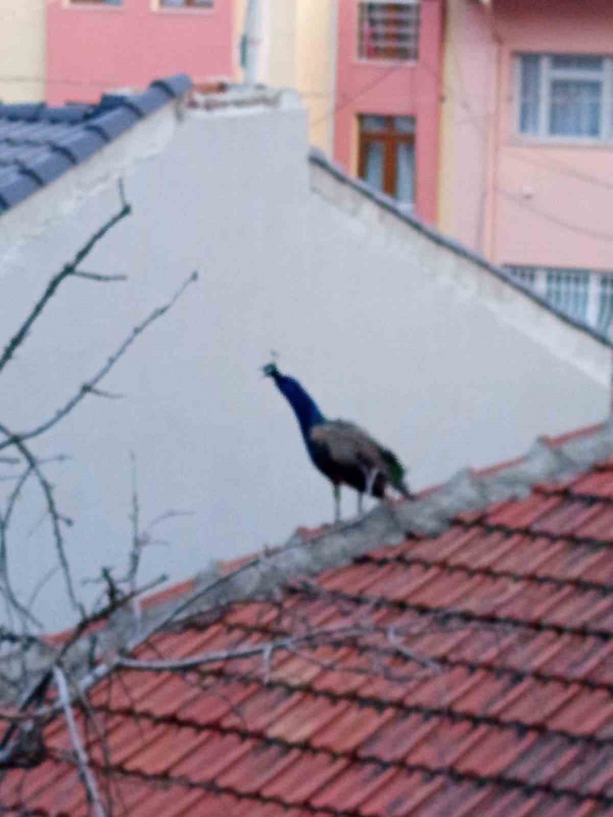 mustakil-evin-catisinda-gezen-tavus-kusu-ilginc-goruntu-olusturdu