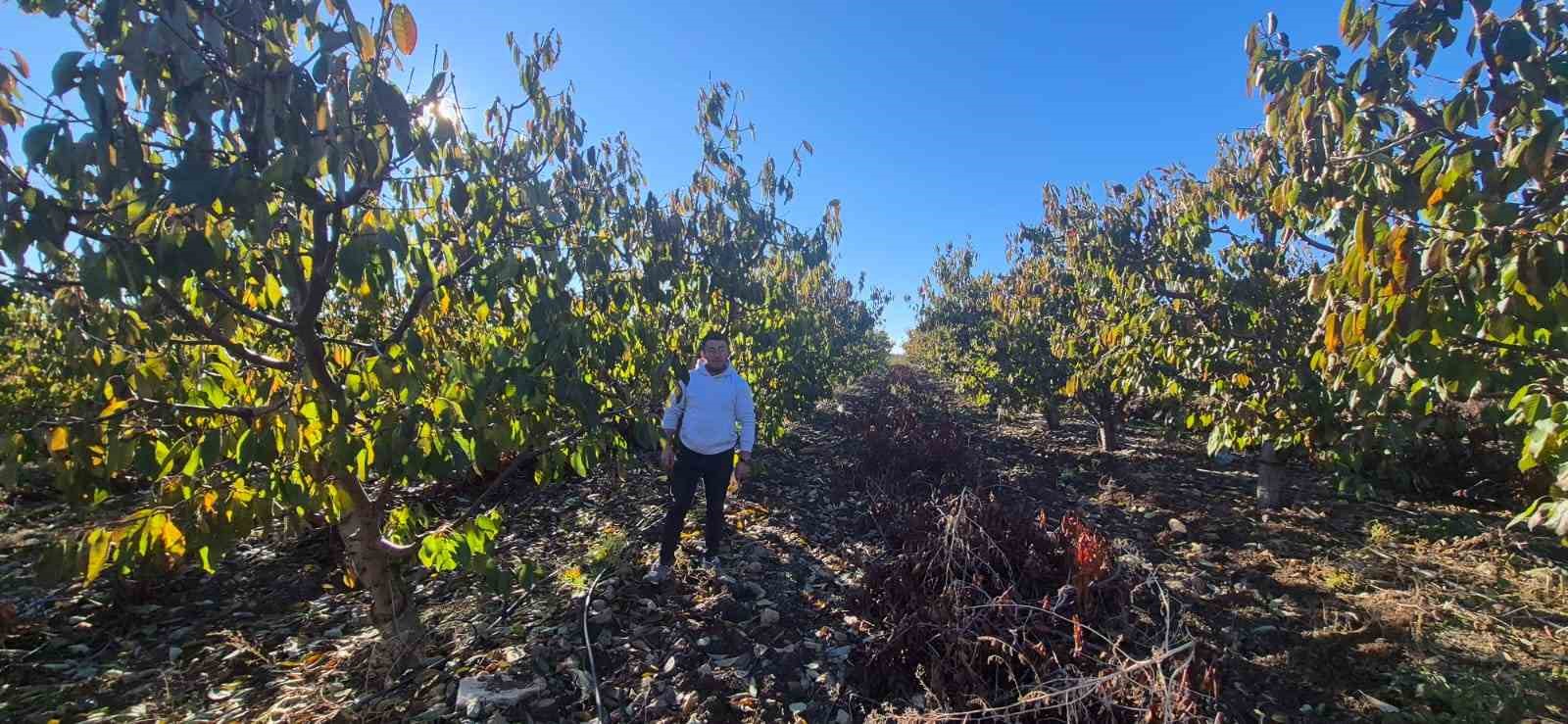zirai-dondan-etkilenen-kiraz-ureticisinden-devlete-destek-tesekkuru
