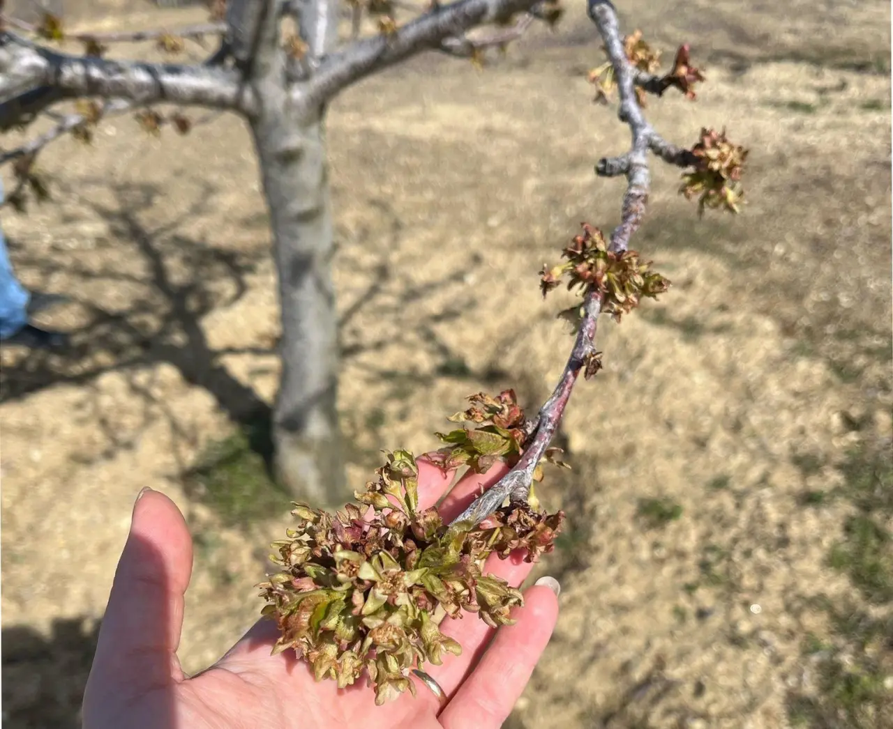 zirai-don-desteklemeleri-ciftciye-can-simidi-oldu