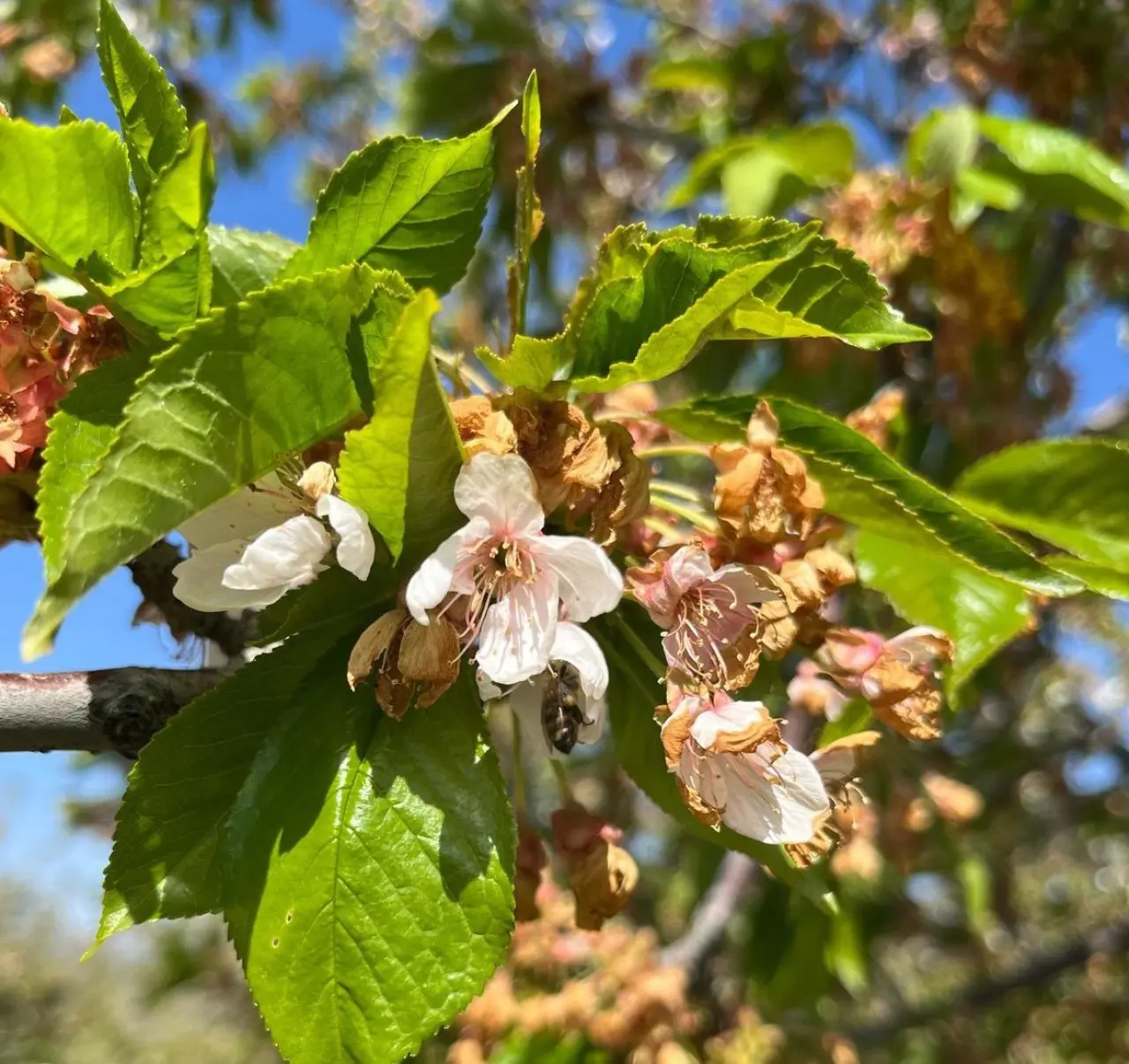 zirai-don-desteklemeleri-ciftciye-can-simidi-oldu