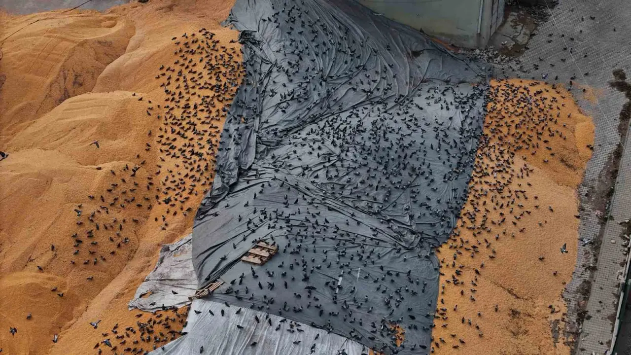 guvercinler-icin-adeta-acik-bufe