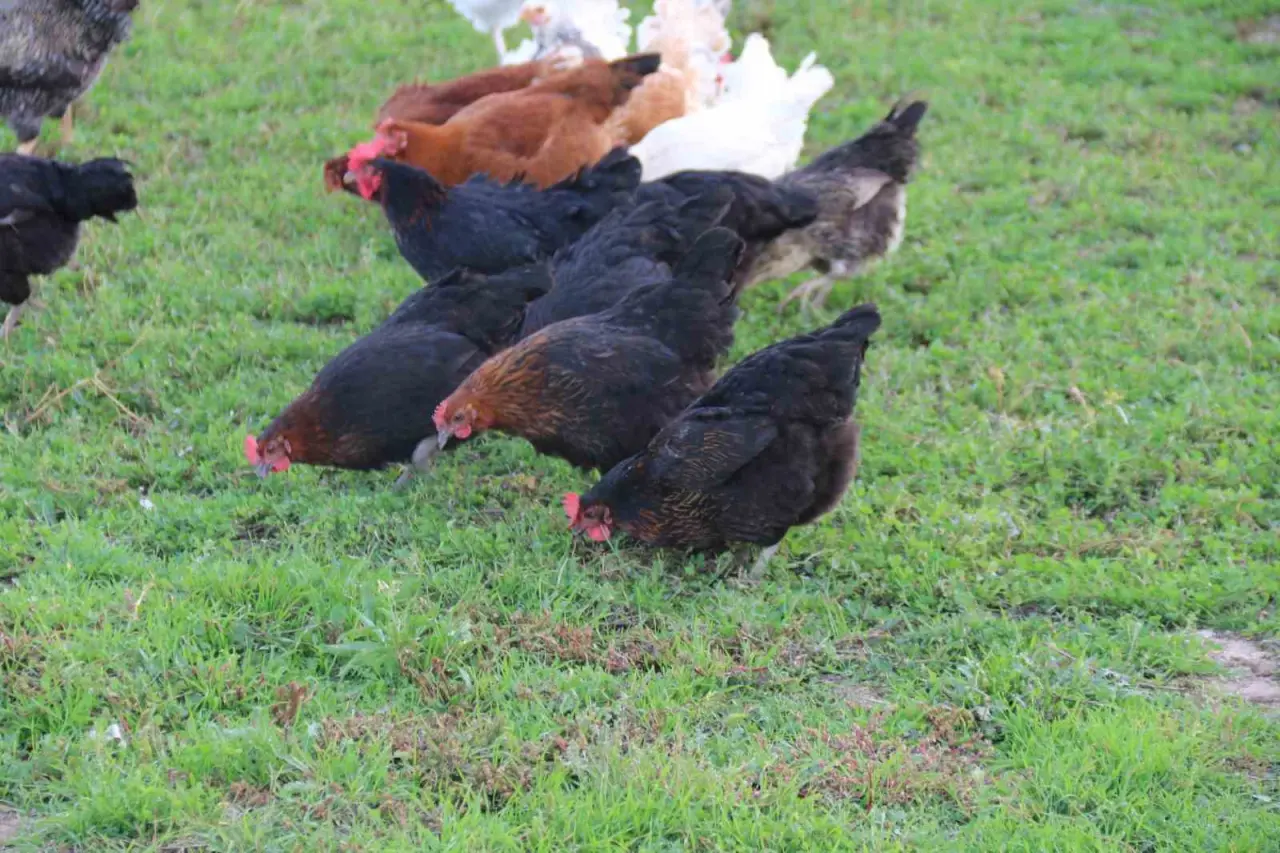 11-tavugu-kopeklerce-telef-edilen-mahalleli-hayvanlarini-korumak-icin-cobanlik-yapiyor