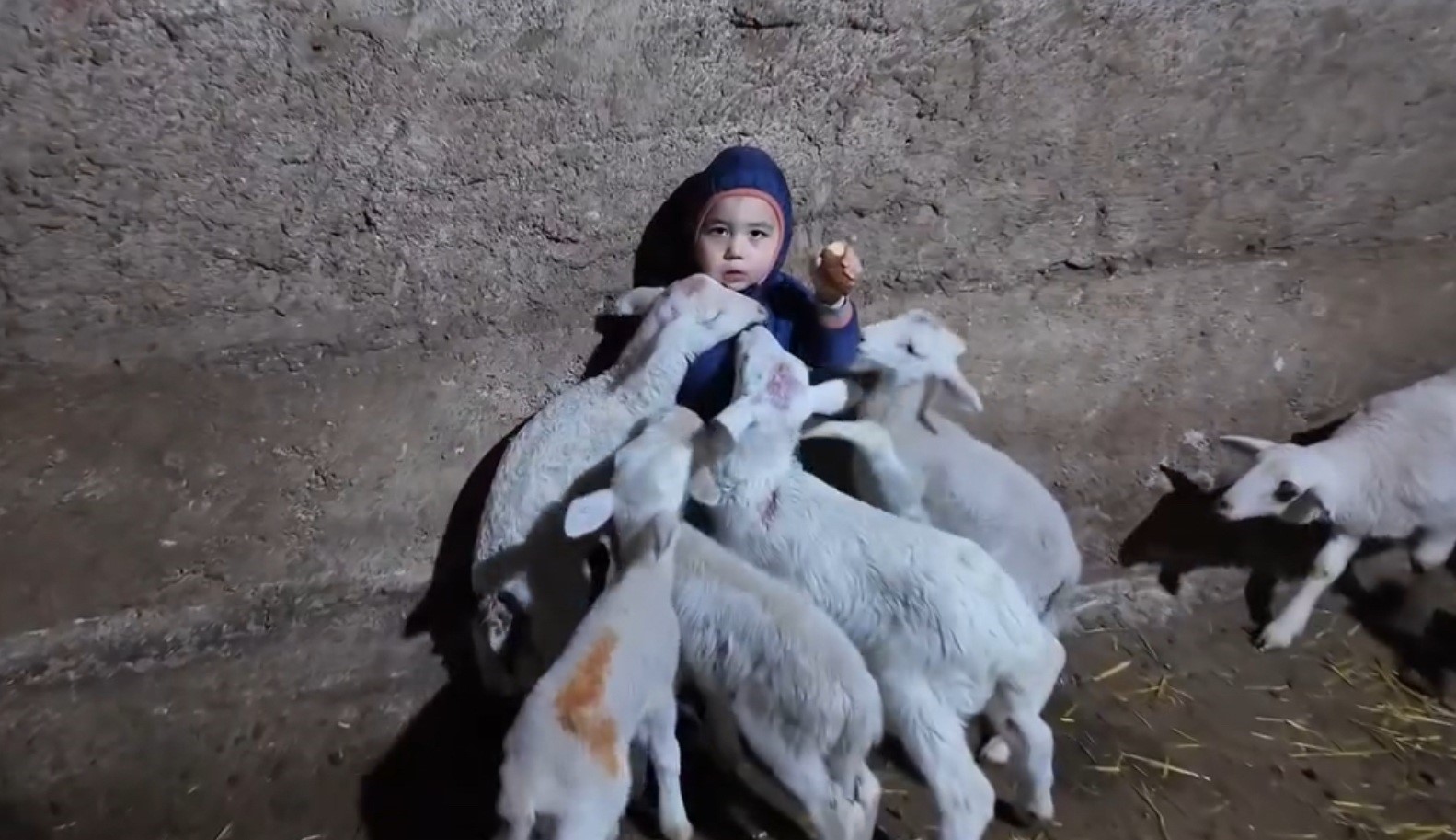 kuzularin-arasinda-kalan-minik-yusufun-tatli-halleri-gulumsetti