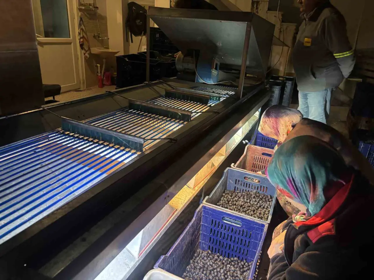 orta-sakarya-vadisindeki-mikroklima-etkisine-sahip-osmanelinde-zeytinler-hasat-sona-erdi