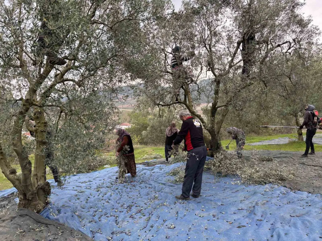 orta-sakarya-vadisindeki-mikroklima-etkisine-sahip-osmanelinde-zeytinler-hasat-sona-erdi