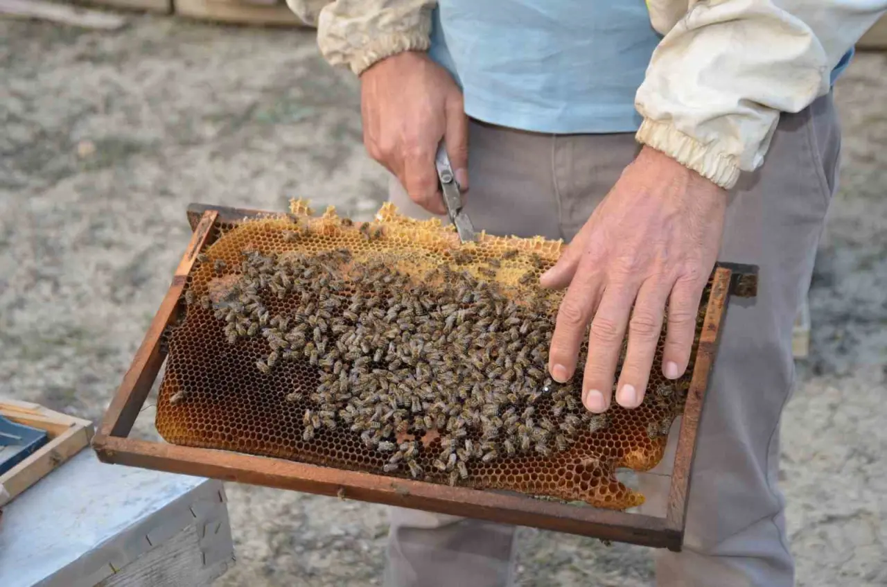 ana-ari-uretiminde-buyuk-basari-bir-ari-kovaniyla-hobi-olarak-basladi-simdi-turkiyenin-her-yerine-koloni-gonderiyor