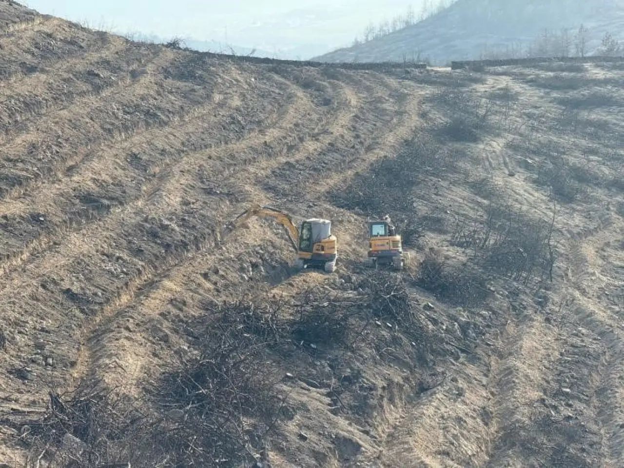 yangin-alanlari-yesile-burunuyor