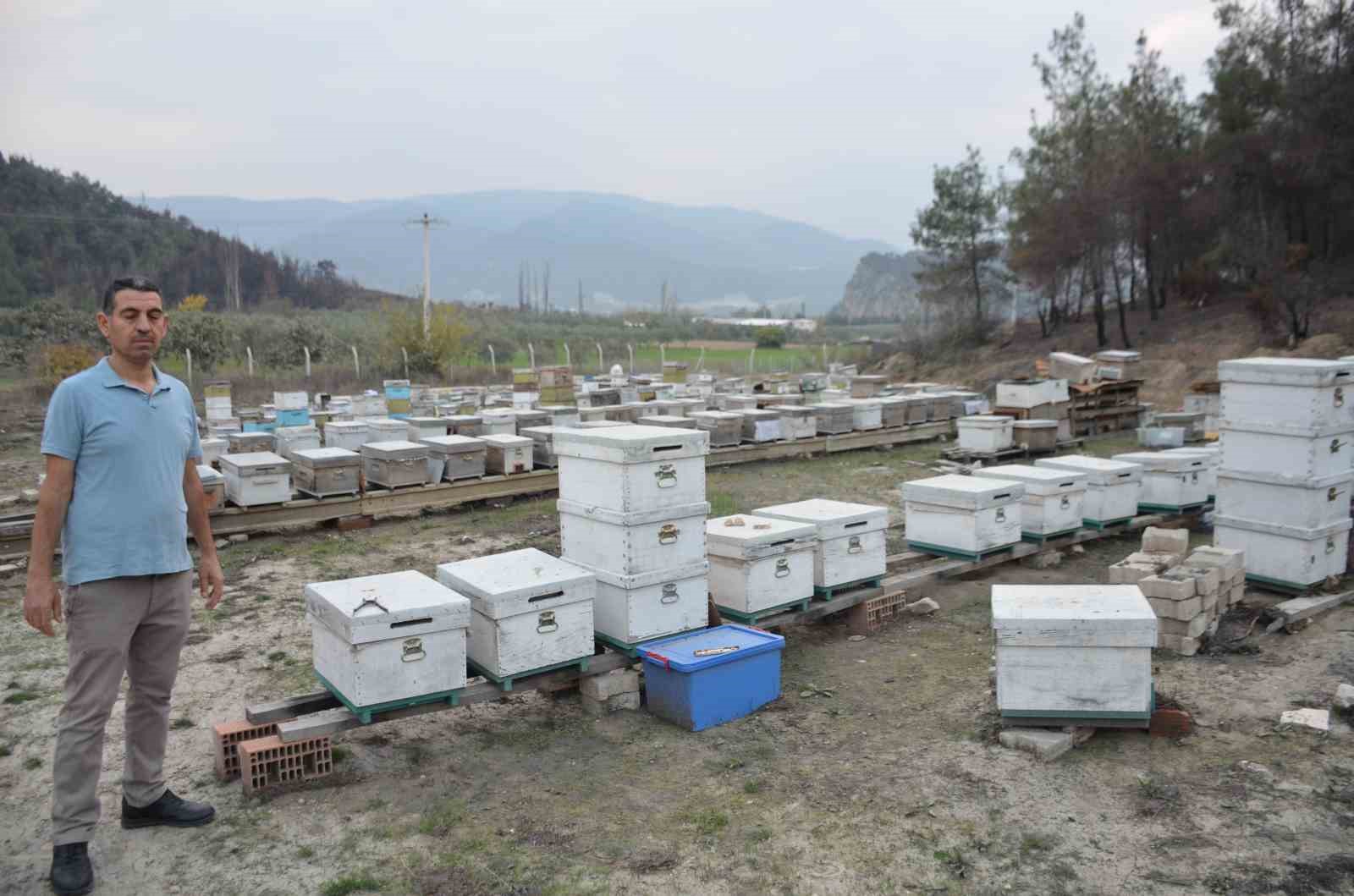 ana-ari-uretiminde-buyuk-basari-bir-ari-kovaniyla-hobi-olarak-basladi-simdi-turkiyenin-her-yerine-koloni-gonderiyor