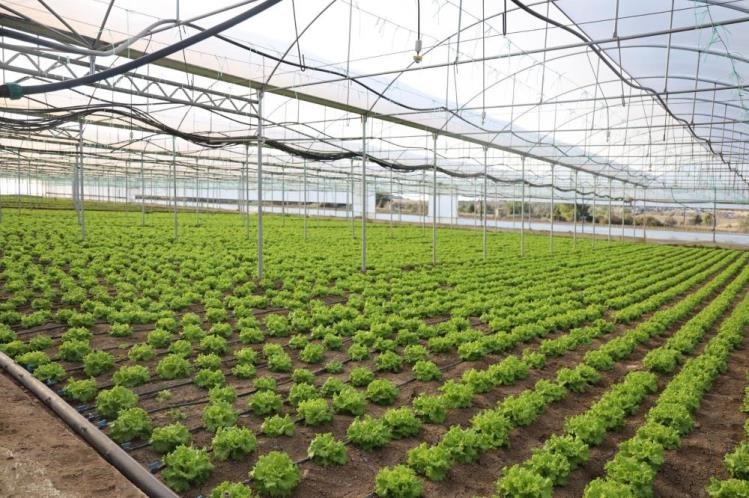 bilecikte-yuzde-50-hibeli-modern-sera-uretime-katki-sagliyor