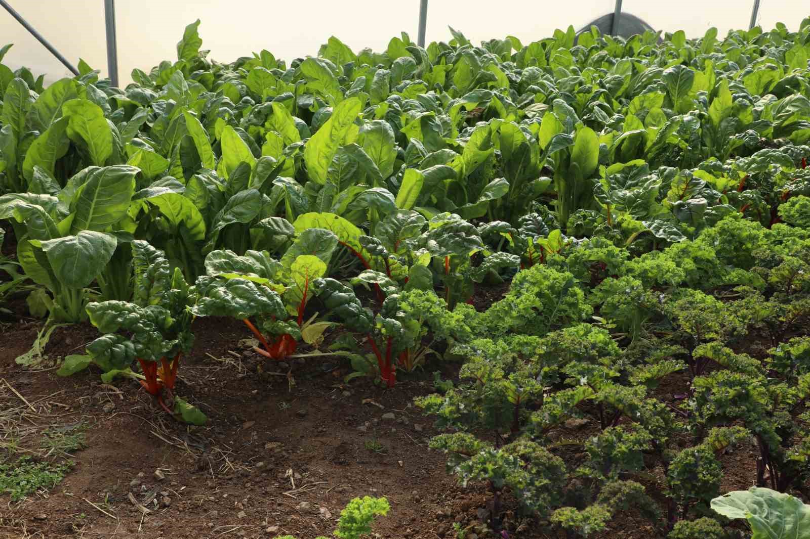 eskisehirde-organik-tarima-tam-not