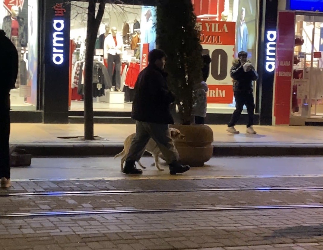evcil-hayvaniyla-yururken-sokak-kopeklerinin-arasinda-kaldi