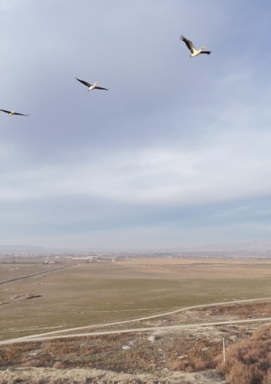 guneye-ucan-pelikan-surusu-sasirtti