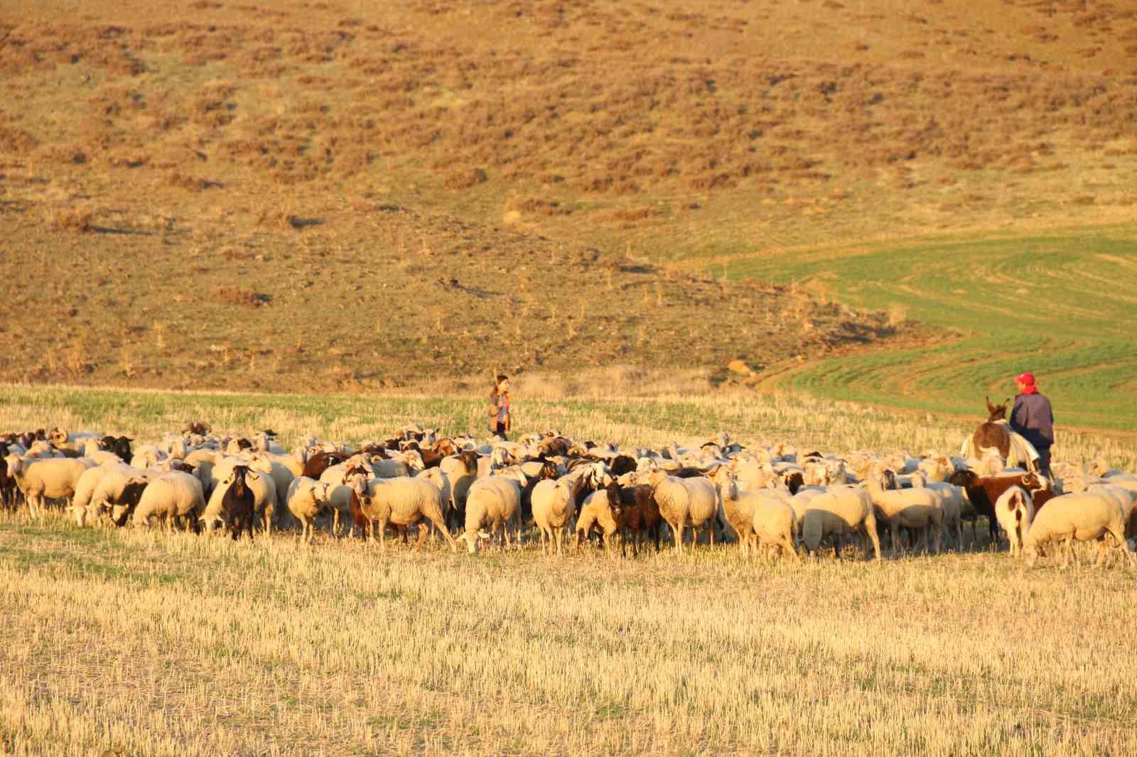kucuk-kiz-baba-meslegi-cobanligi-devam-ettiriyor-eseginin-uzerinde-koyunlarini-guduyor