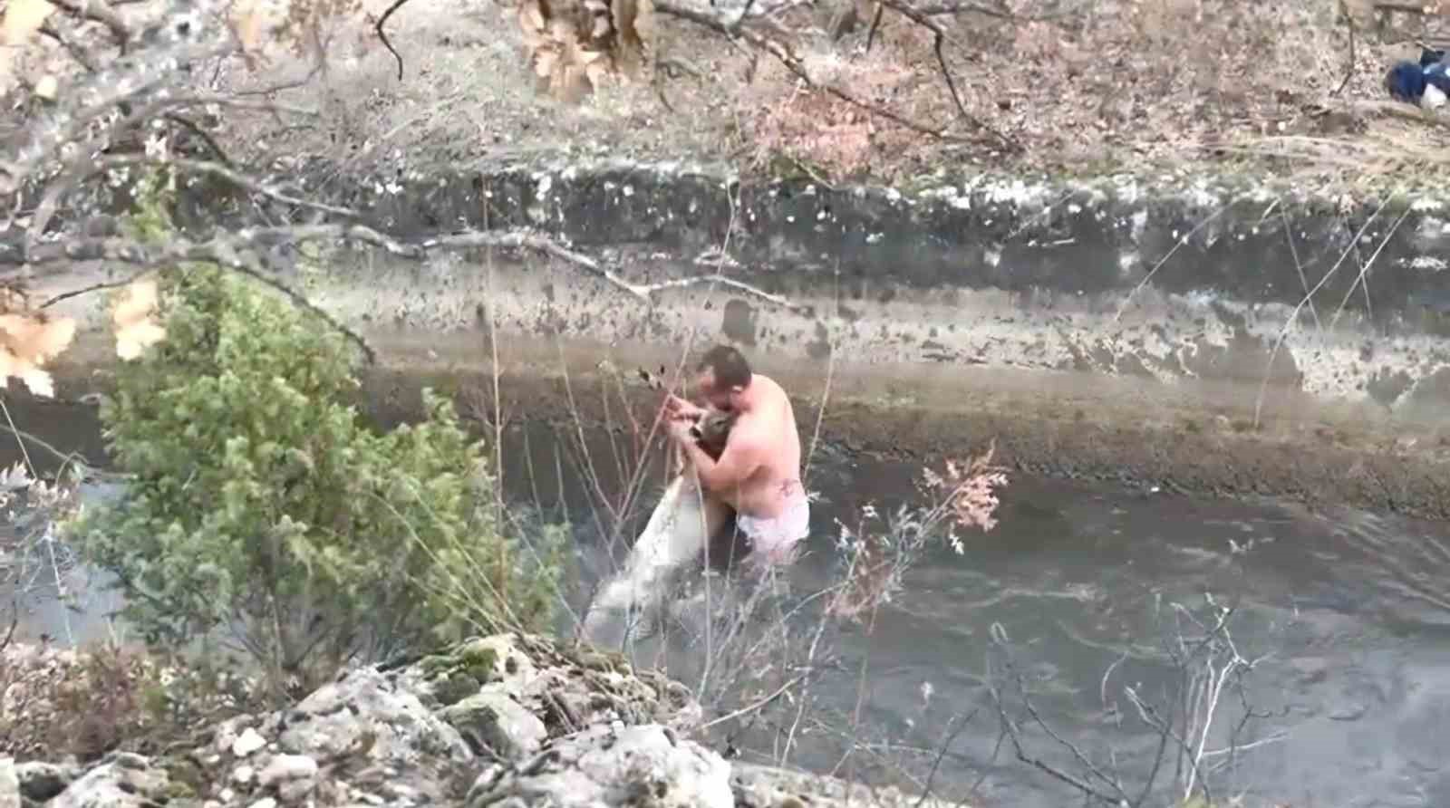 kutahyada-su-kanalina-dusen-karaca-kurtarildi