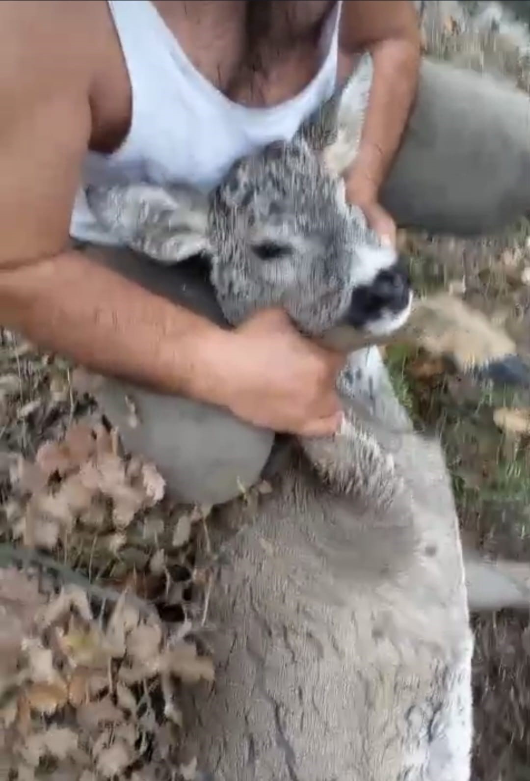 kutahyada-su-kanalina-dusen-karaca-kurtarildi