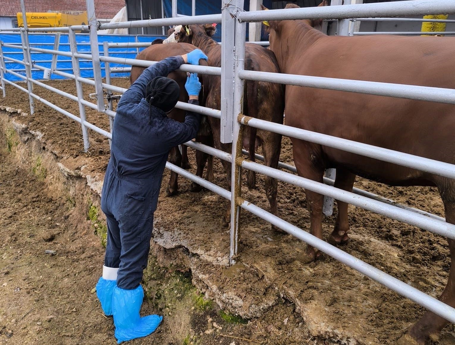 kutahyaya-brezilyadan-gelen-ithal-gebe-duveler-saglik-kontrolunden-gecirildi