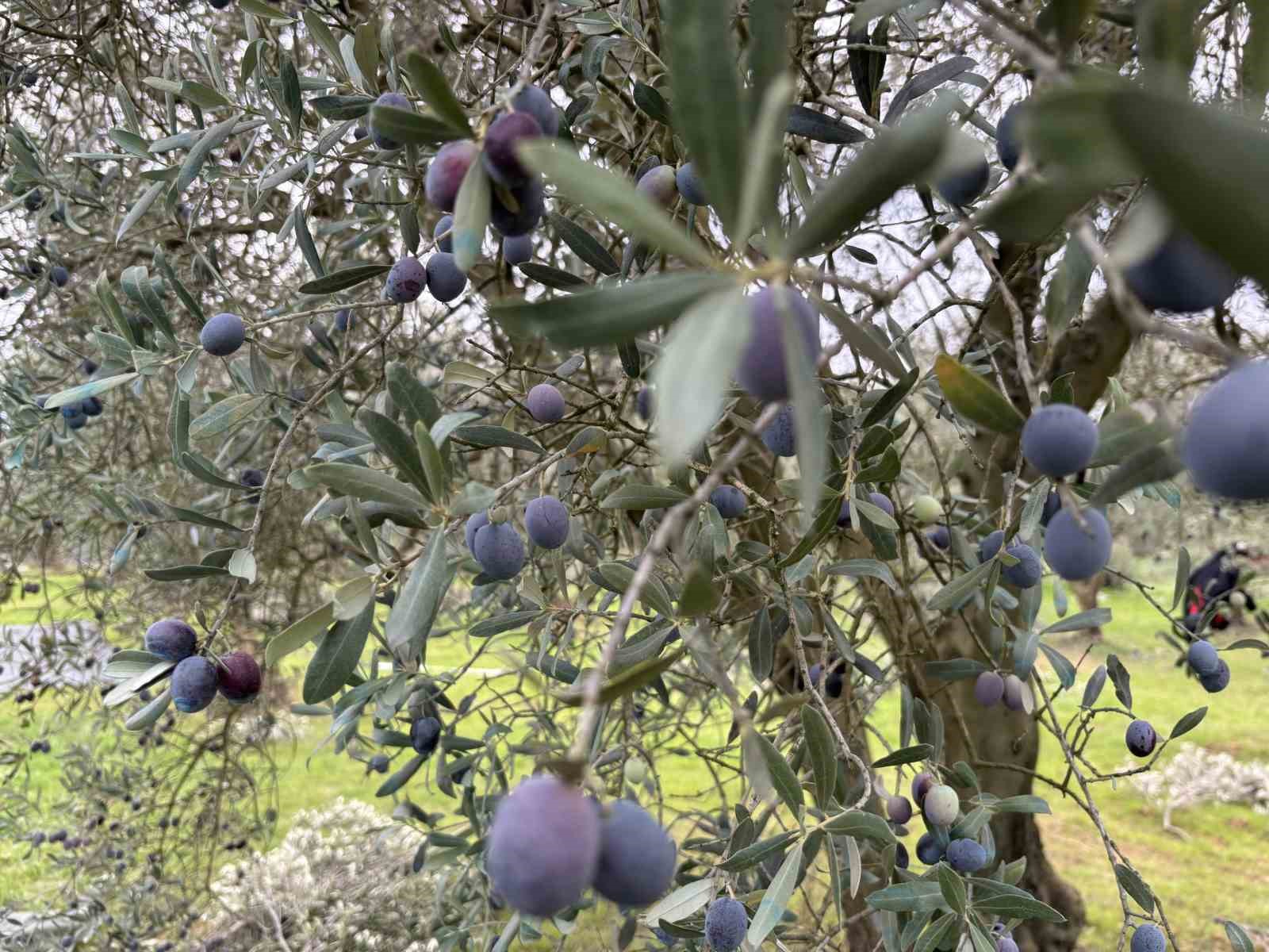 orta-sakarya-vadisindeki-mikroklima-etkisine-sahip-osmanelinde-zeytinler-hasat-sona-erdi
