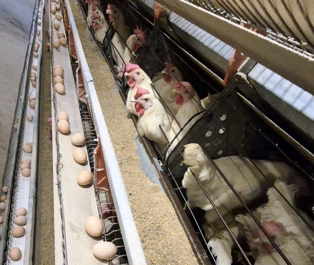 simavda-ticari-yumurtaci-tavukculuk-isletmesinde-ilk-resmi-denetim