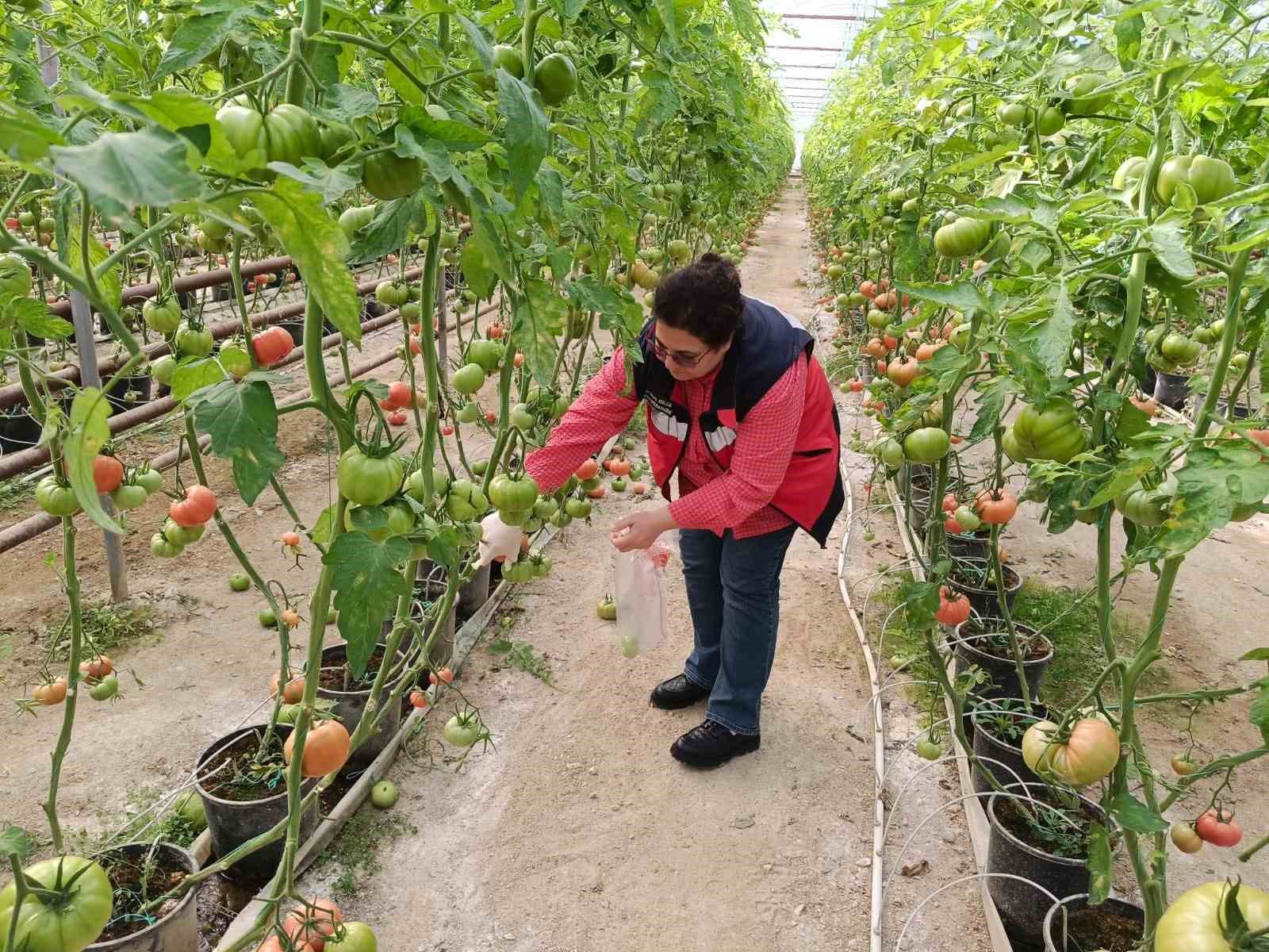 simavdaki-sera-alanlarindan-pestisit-denetimi-icin-domates-numunesi-alimi