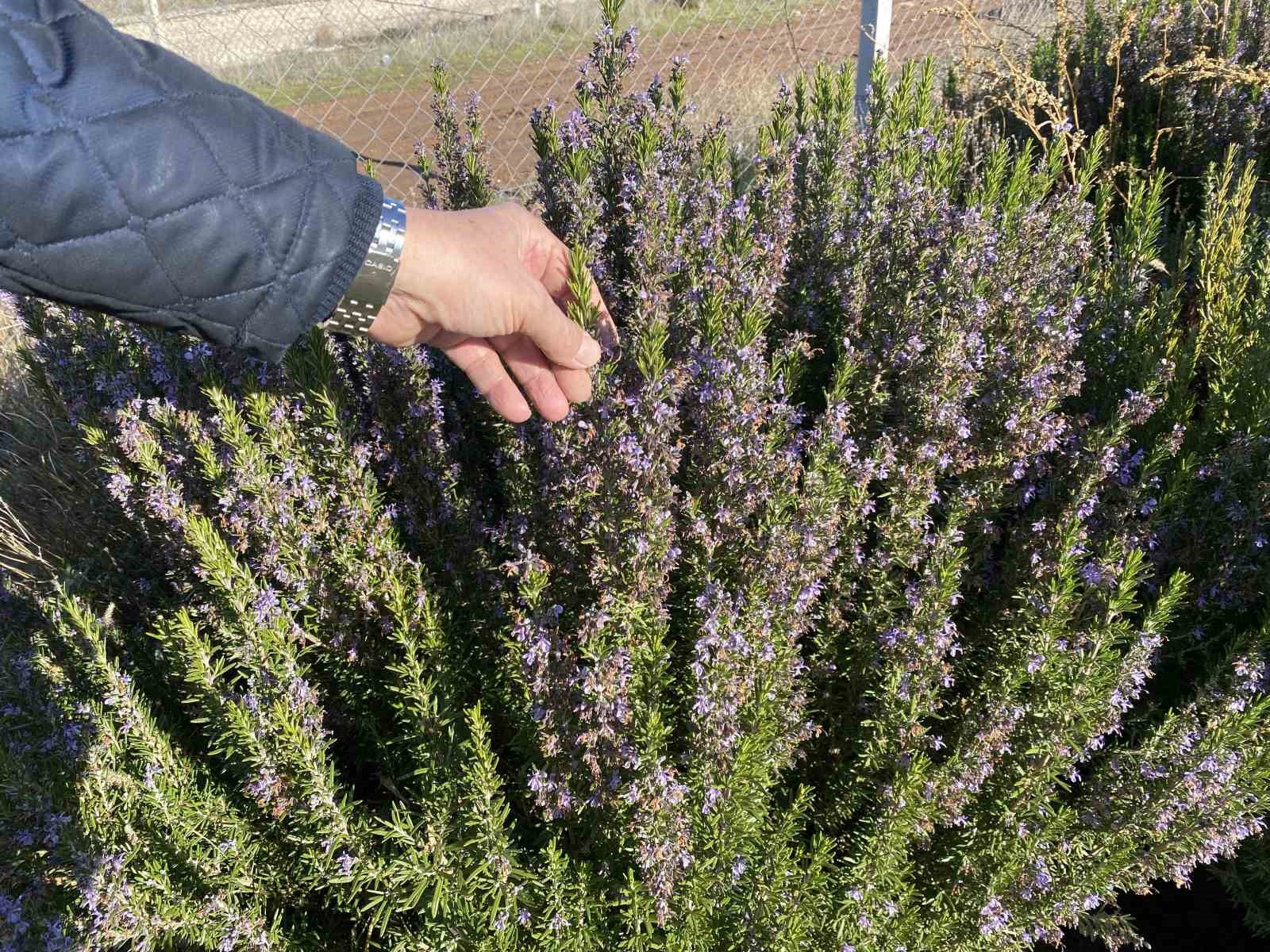 yapilan-10-yillik-calisma-sonucunda-artik-eskisehirde-biberiye-uretilebiliyor