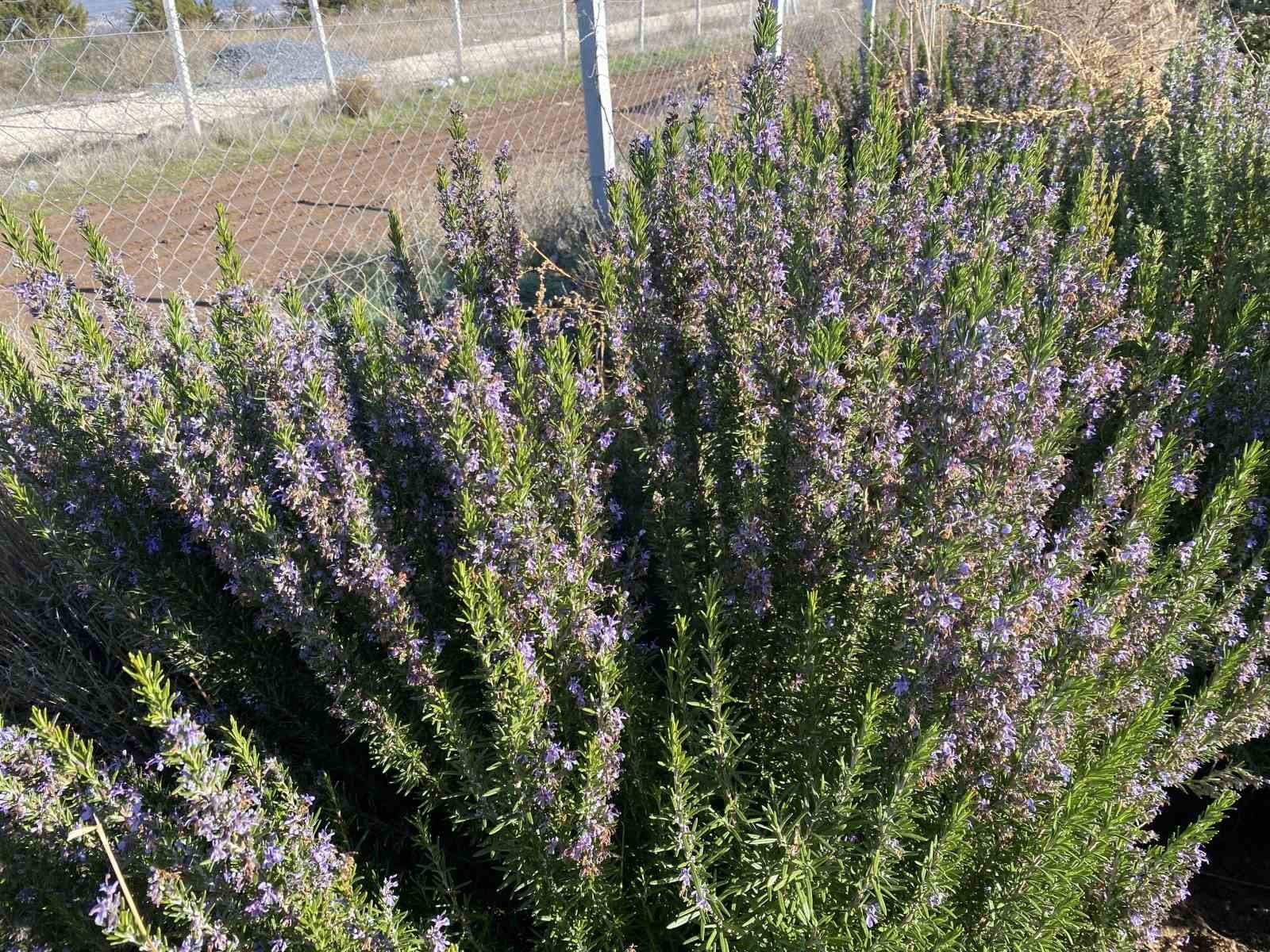 yapilan-10-yillik-calisma-sonucunda-artik-eskisehirde-biberiye-uretilebiliyor