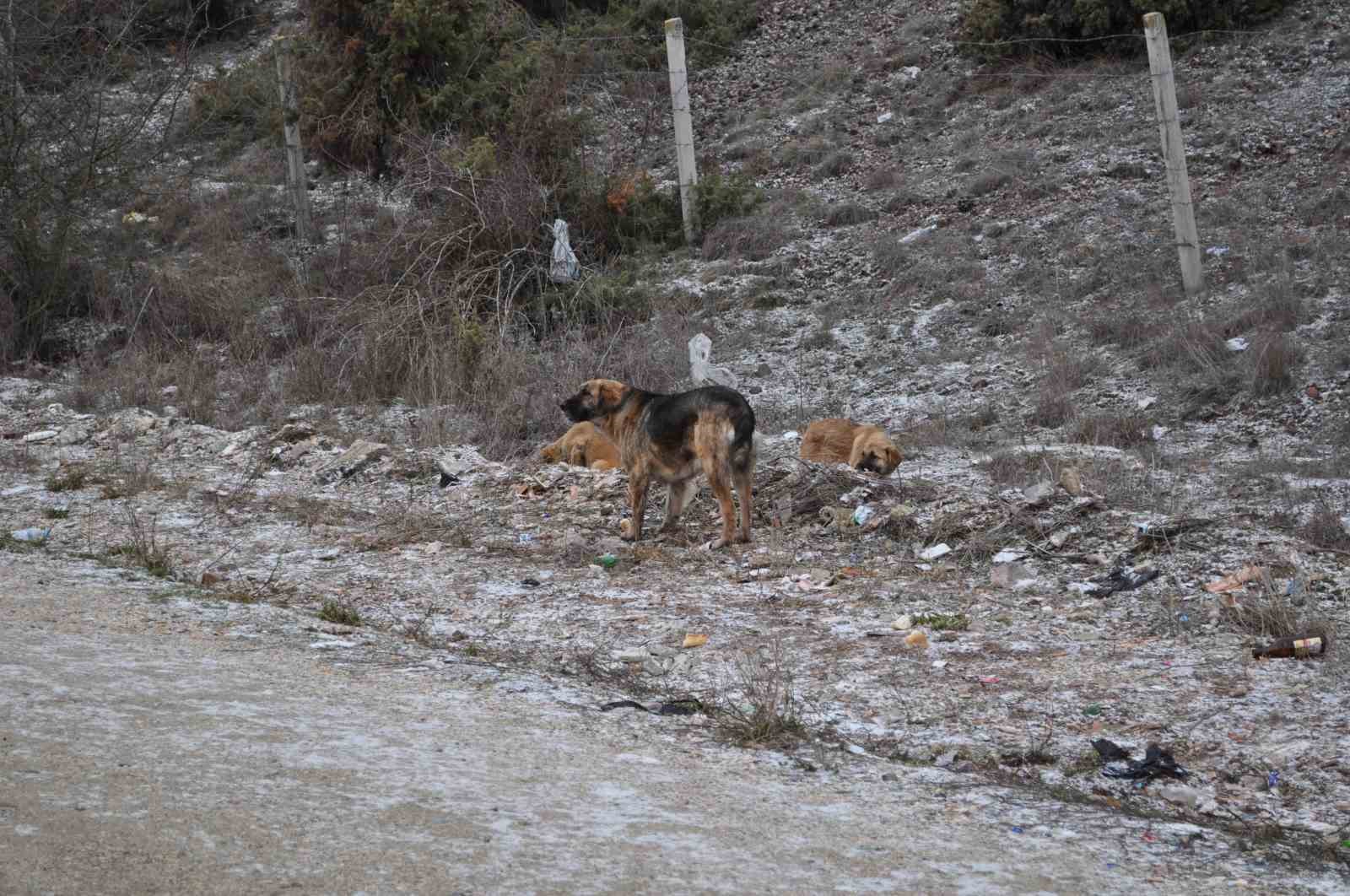 olumsuz-hava-sartlari-sokak-hayvanlarinin-yiyecek-bulmasini-zorlastirdi