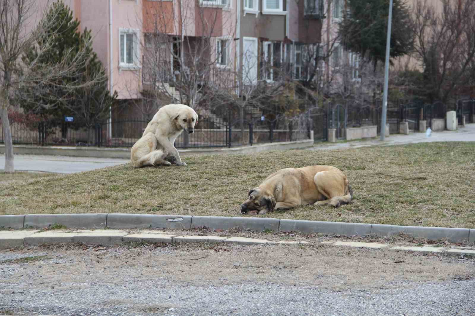 olumsuz-hava-sartlari-sokak-hayvanlarinin-yiyecek-bulmasini-zorlastirdi