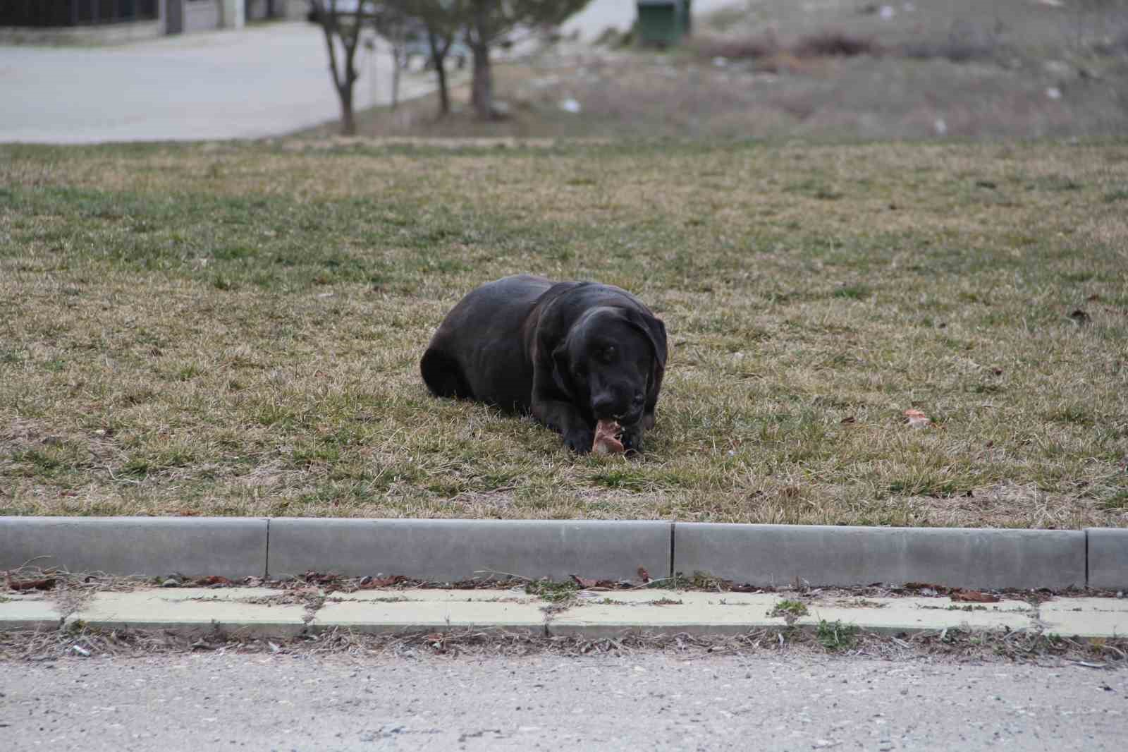 olumsuz-hava-sartlari-sokak-hayvanlarinin-yiyecek-bulmasini-zorlastirdi