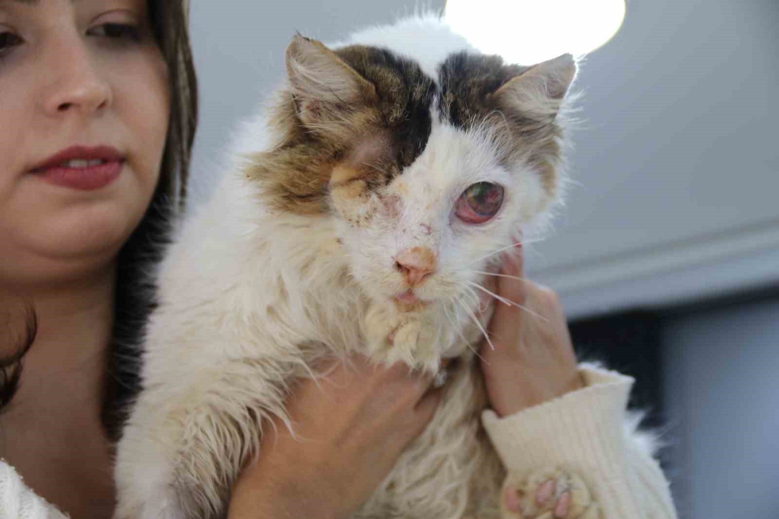 yarali-kedi-tek-gozuyle-hayvan-severler-sayesinde-hayata-tutundu