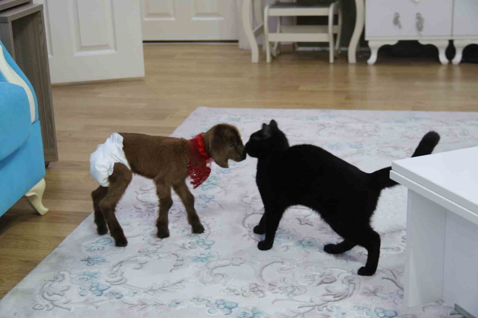 eve-aldigi-keci-yavrusuna-bebek-gibi-bakiyor