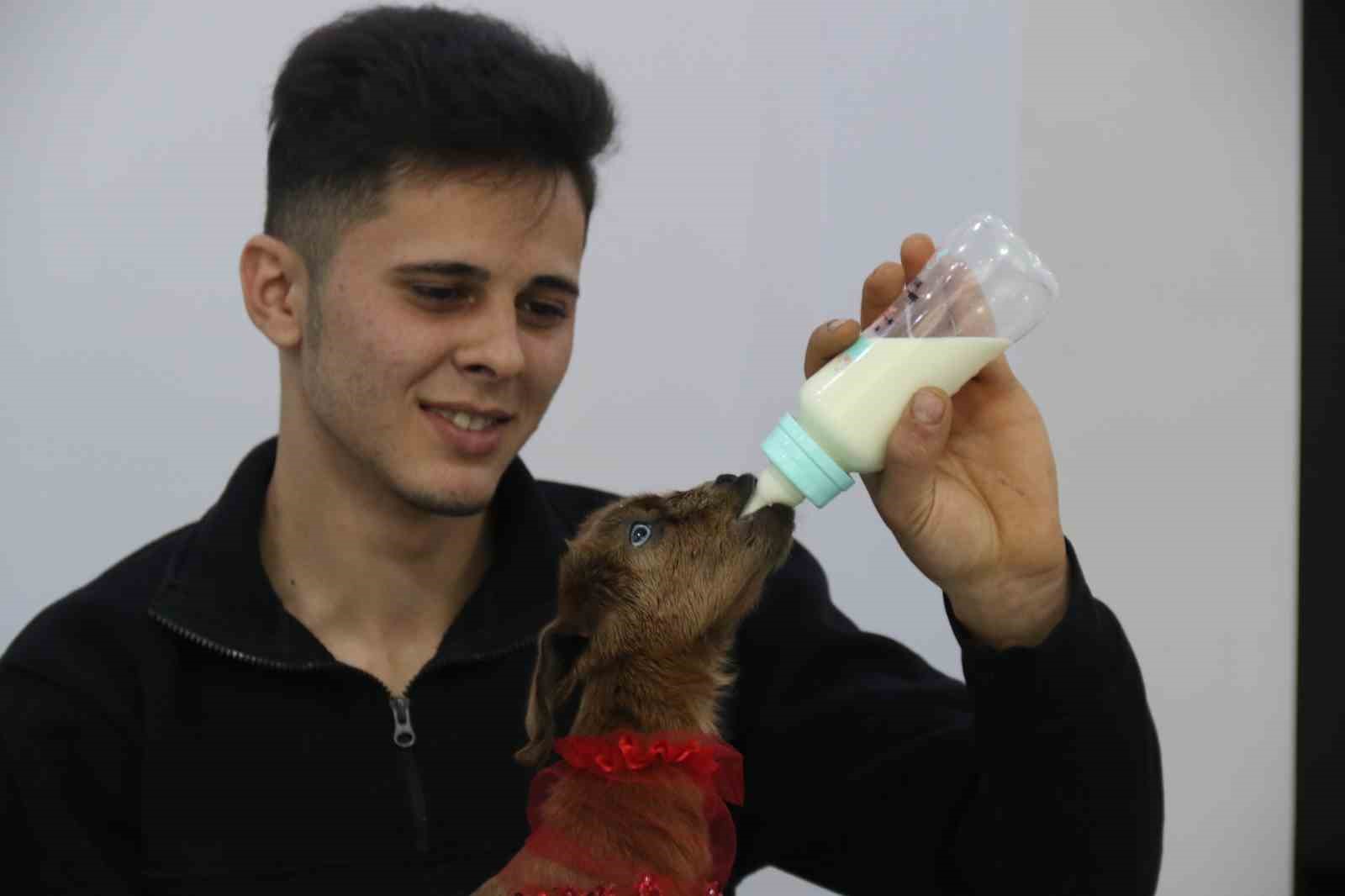 eve-aldigi-keci-yavrusuna-bebek-gibi-bakiyor