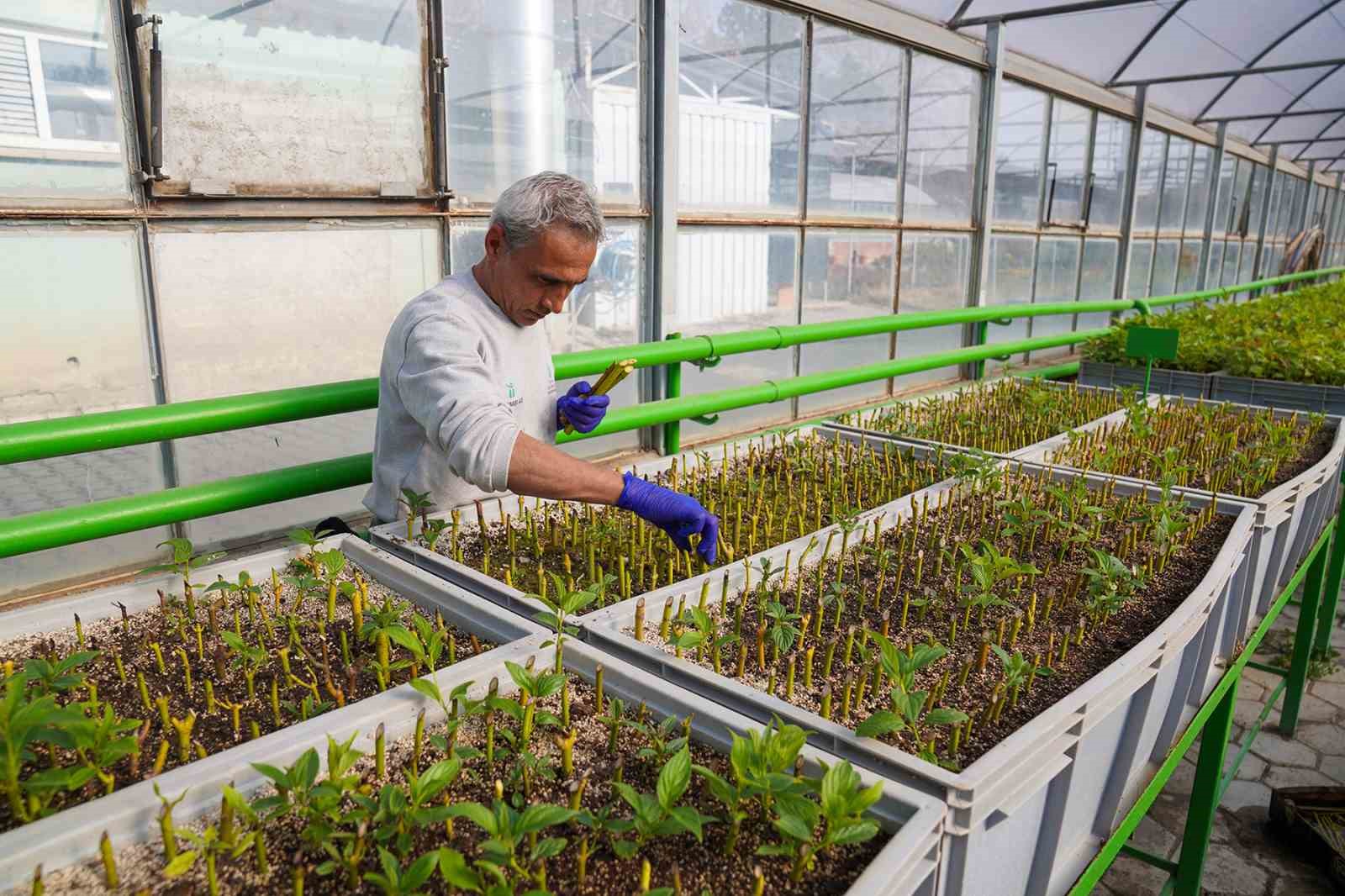 rengarenk-tepebasi-icin-ciceklerin-uretimi-suruyor