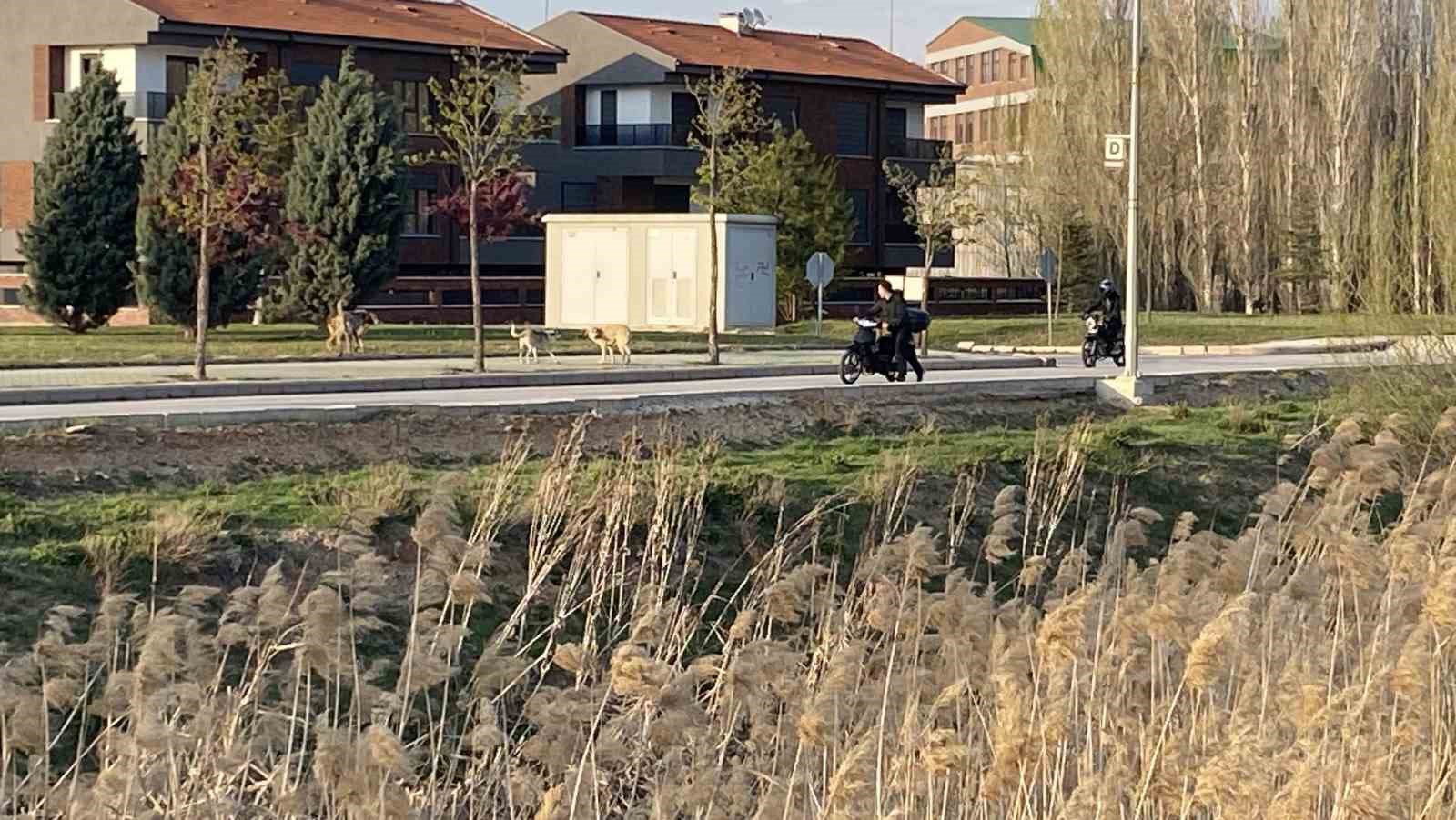 basibos-sokak-kopekleri-sazovada-korku-saciyor