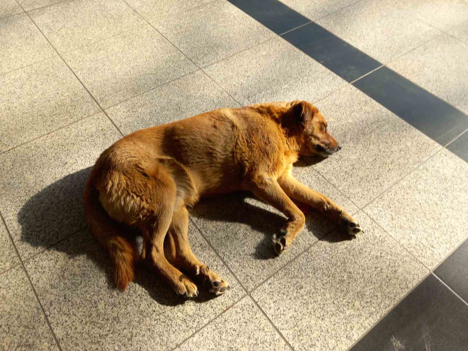 eskisehirde-sogukta-usuyen-sevimli-kopekler-isinmak-icin-otogara-sigindi